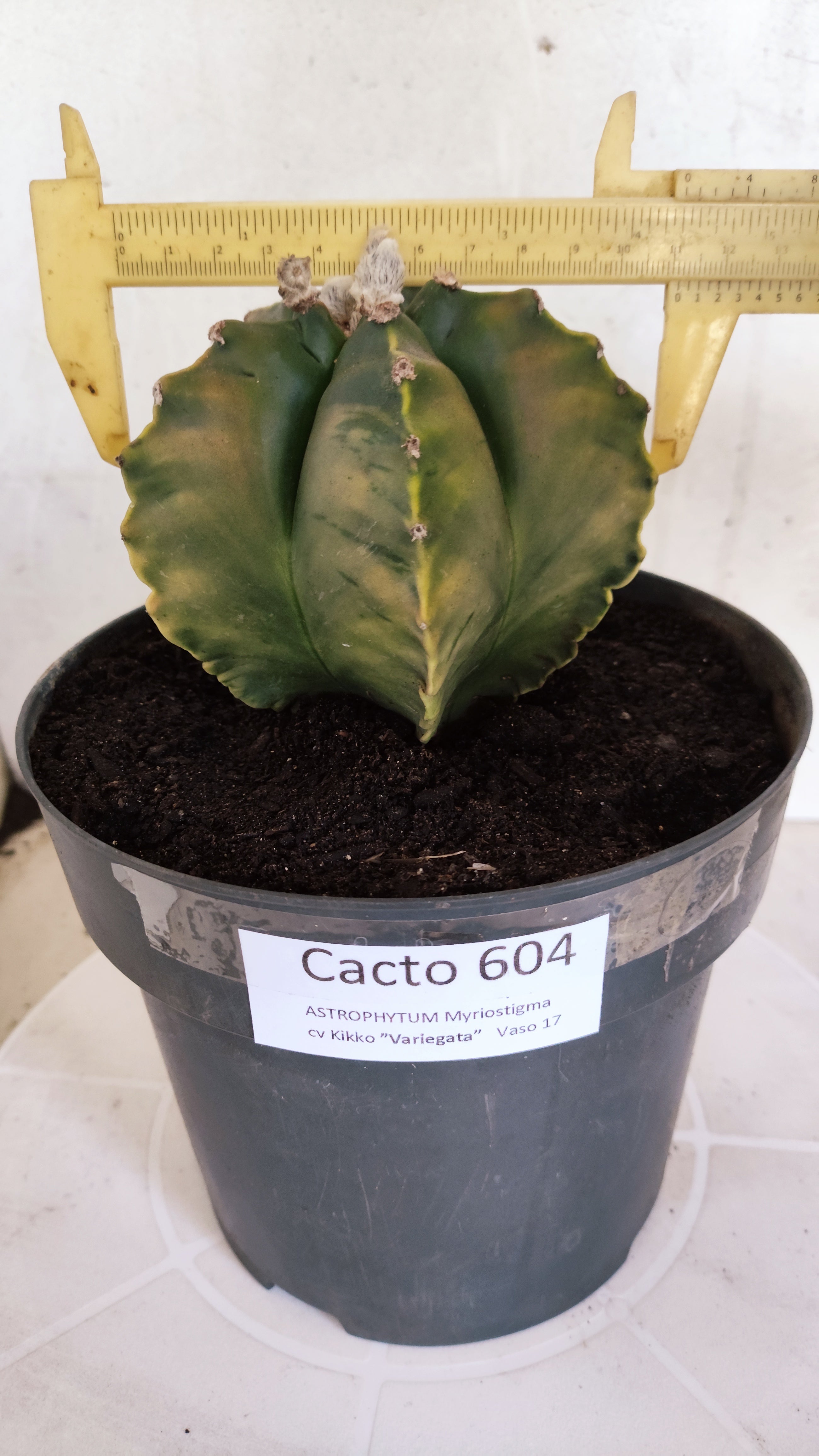 Matriz ASTROPHYTUM cv KIKKO Nº 604 "Variegata" - vaso 17