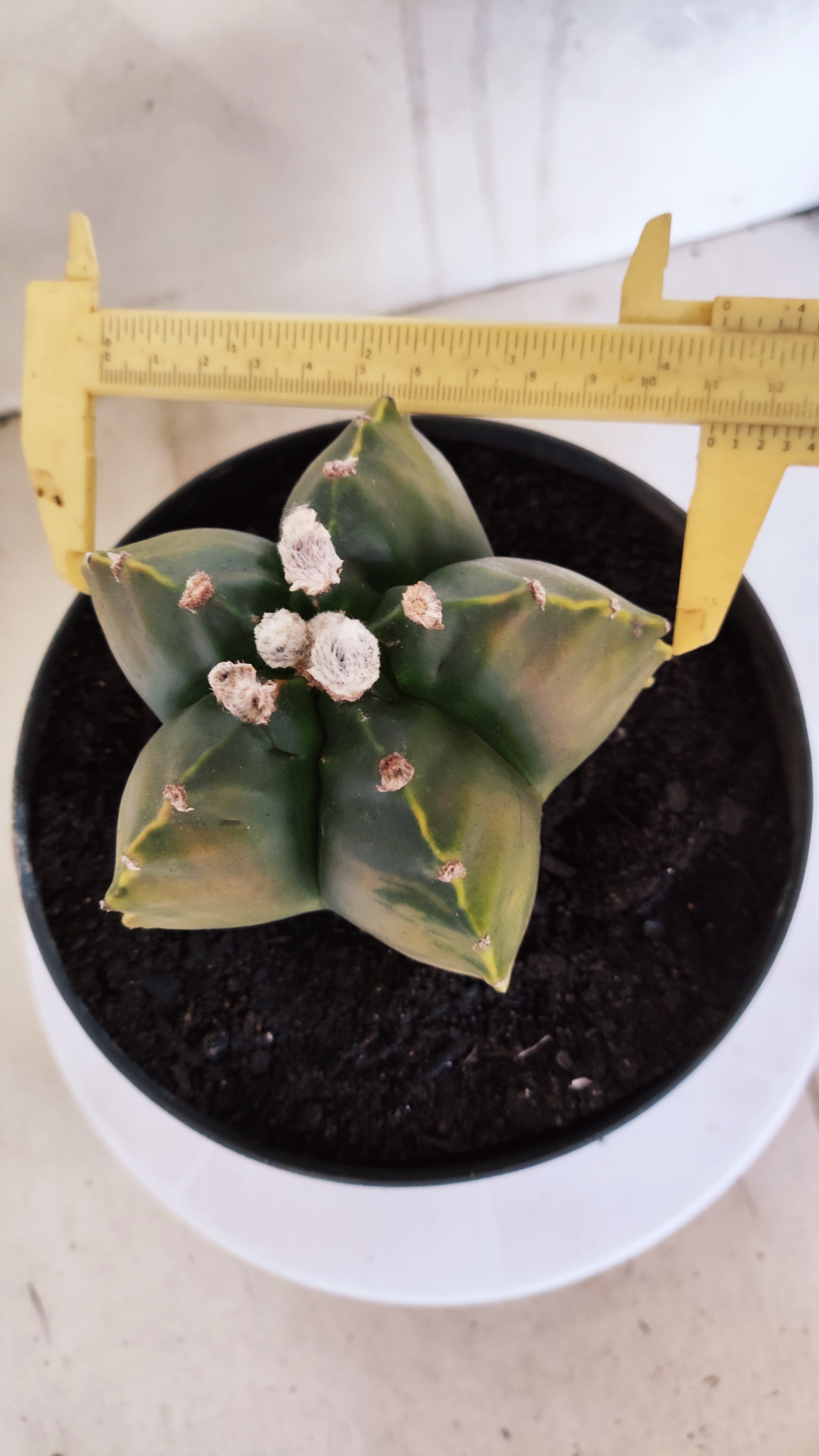 Matriz ASTROPHYTUM cv KIKKO Nº 604 "Variegata" - vaso 17