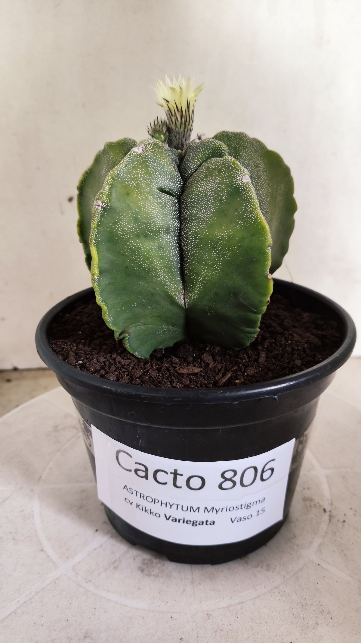 MATRIZ ASTROPHYTUM cv KIKKO "Variegata"  Nº 806 – vaso 15