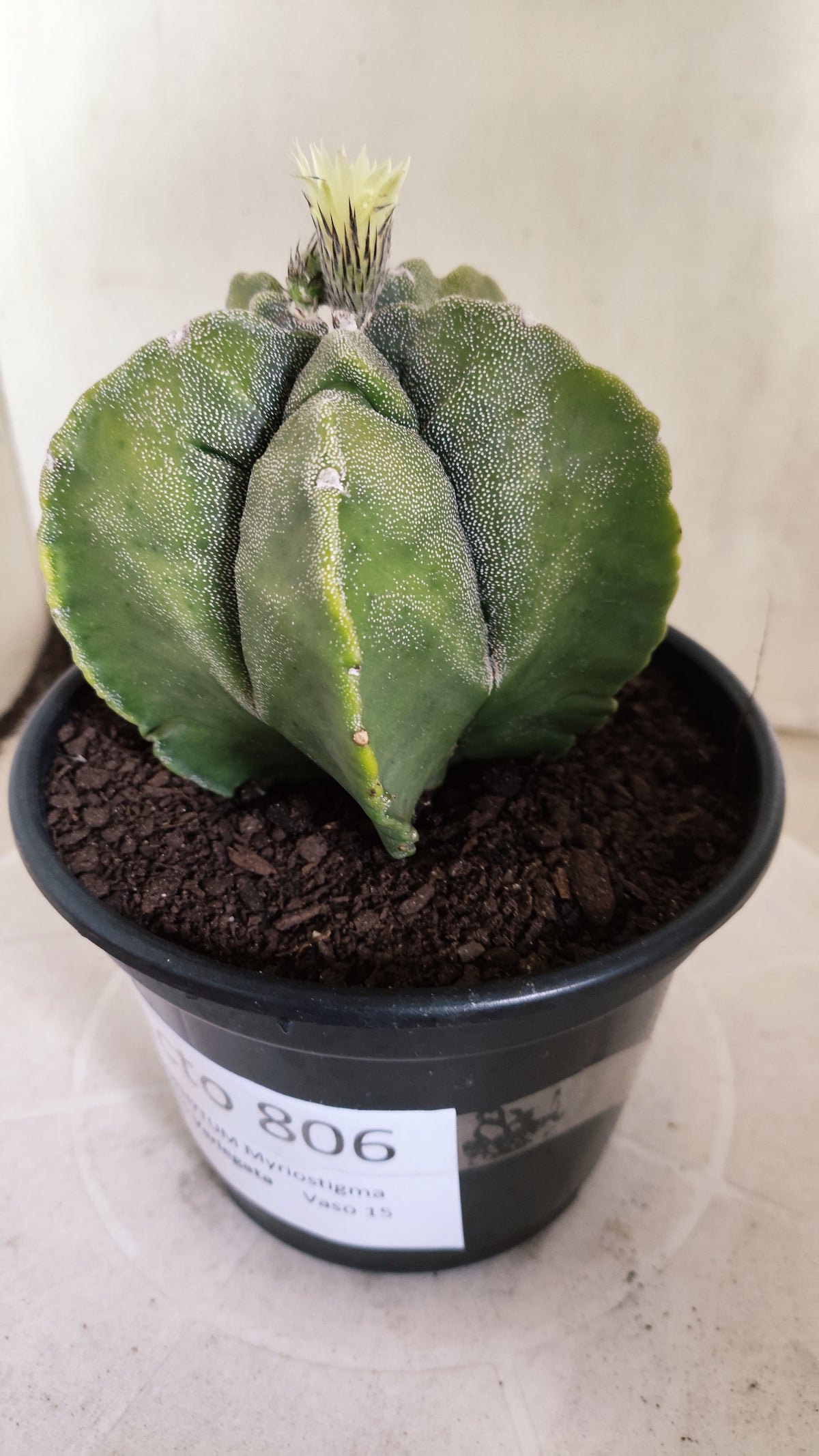 MATRIZ ASTROPHYTUM cv KIKKO "Variegata"  Nº 806 – vaso 15