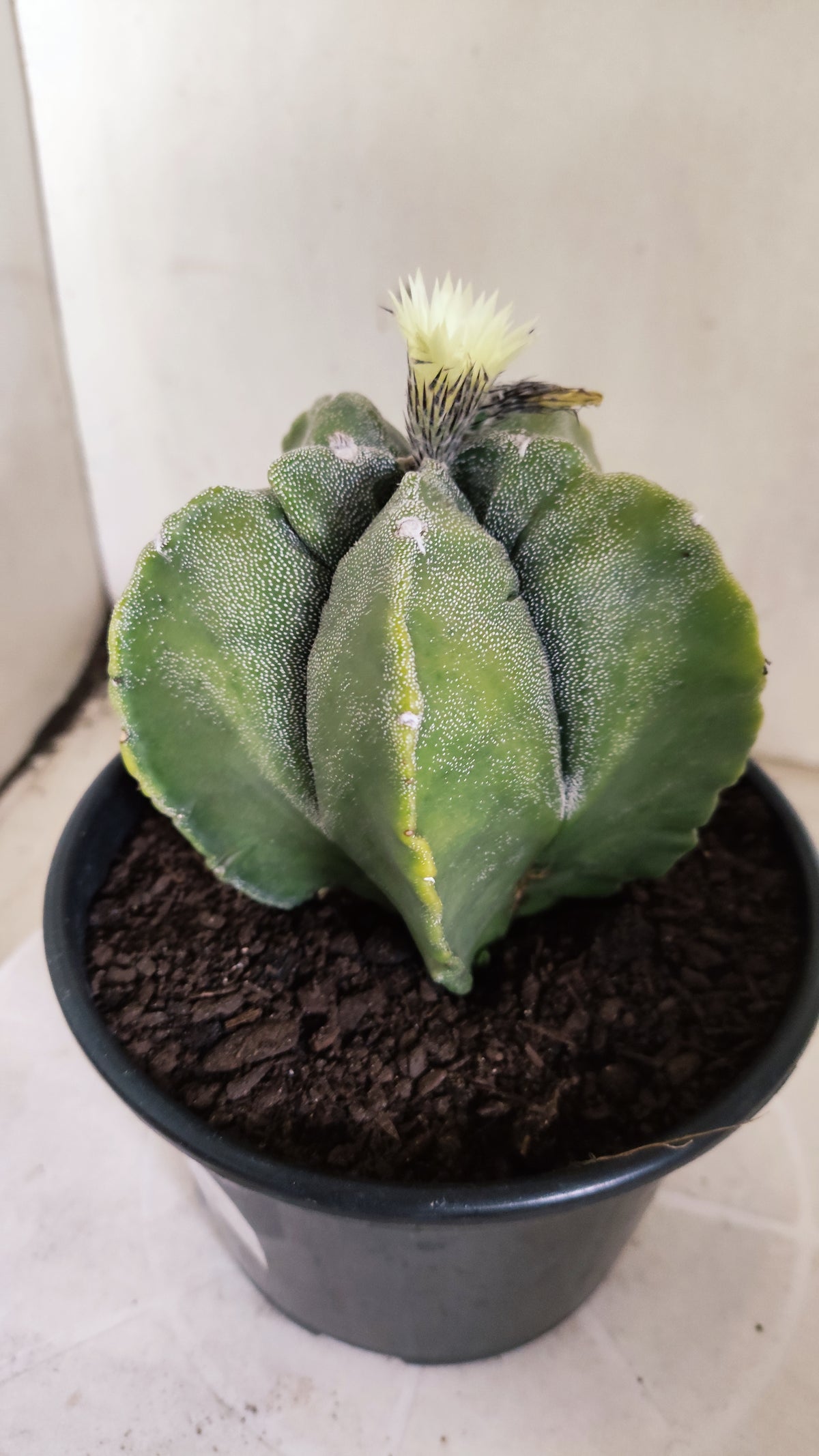 MATRIZ ASTROPHYTUM cv KIKKO "Variegata"  Nº 806 – vaso 15