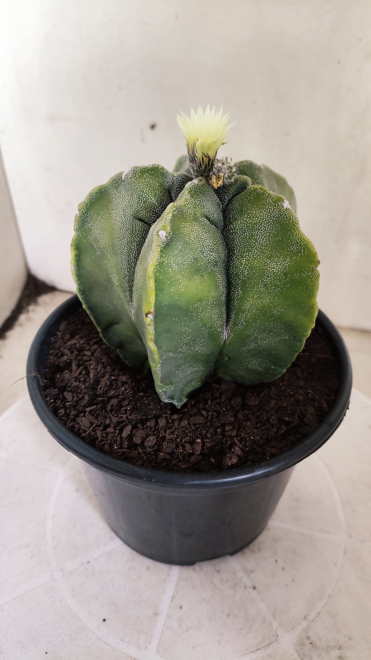 MATRIZ ASTROPHYTUM cv KIKKO "Variegata"  Nº 806 – vaso 15