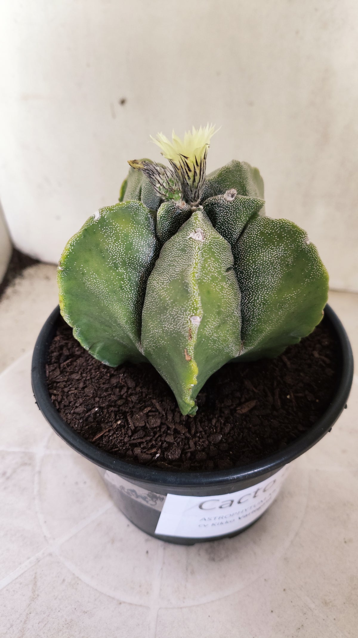 MATRIZ ASTROPHYTUM cv KIKKO "Variegata"  Nº 806 – vaso 15
