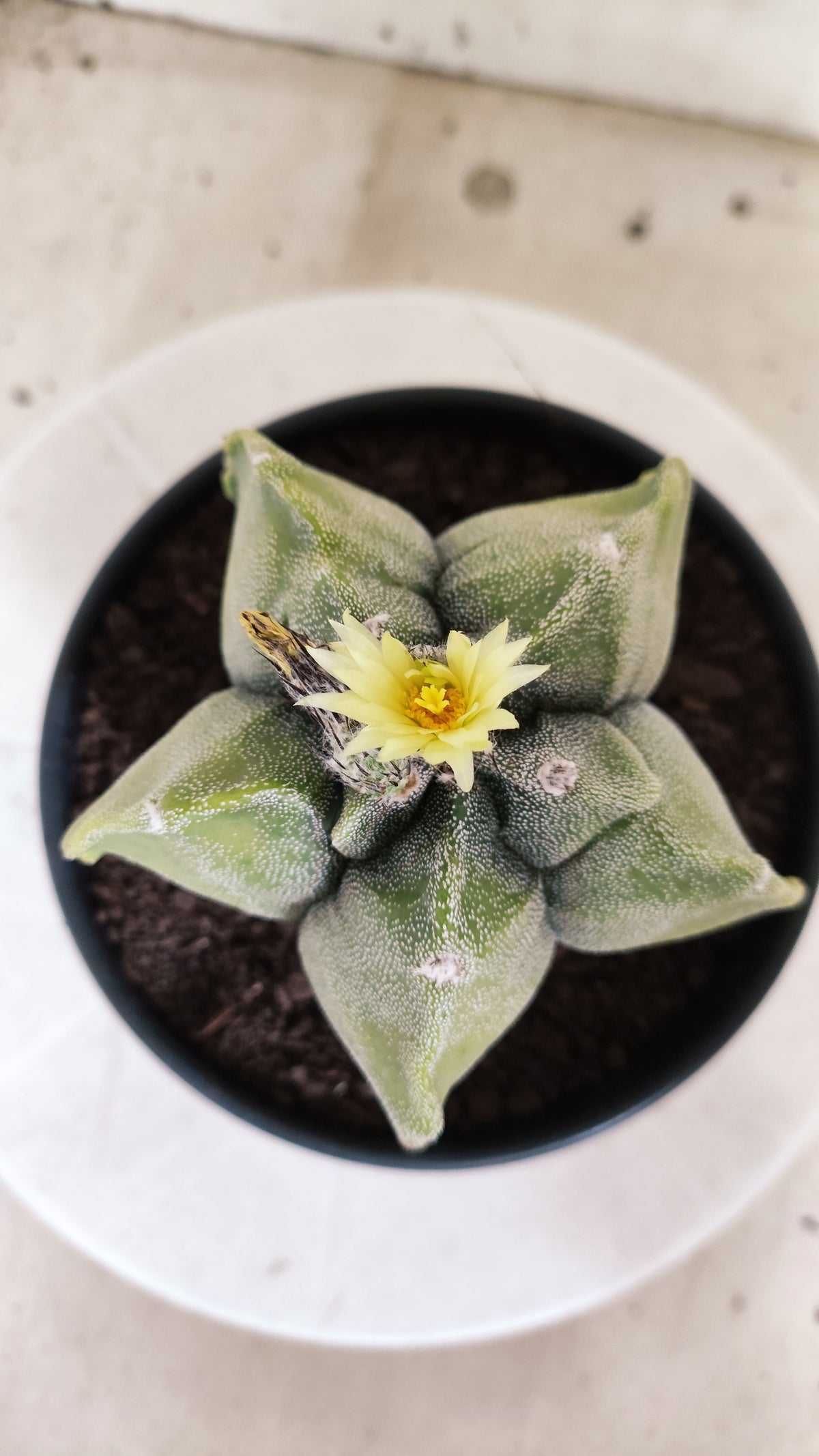 MATRIZ ASTROPHYTUM cv KIKKO "Variegata"  Nº 806 – vaso 15