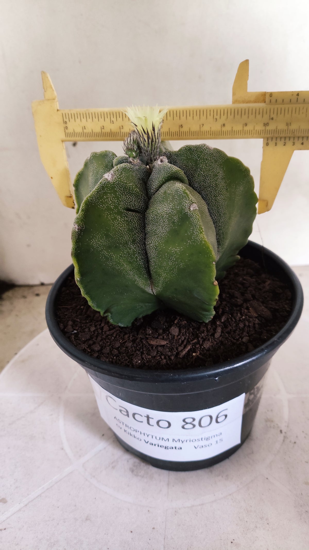MATRIZ ASTROPHYTUM cv KIKKO "Variegata"  Nº 806 – vaso 15