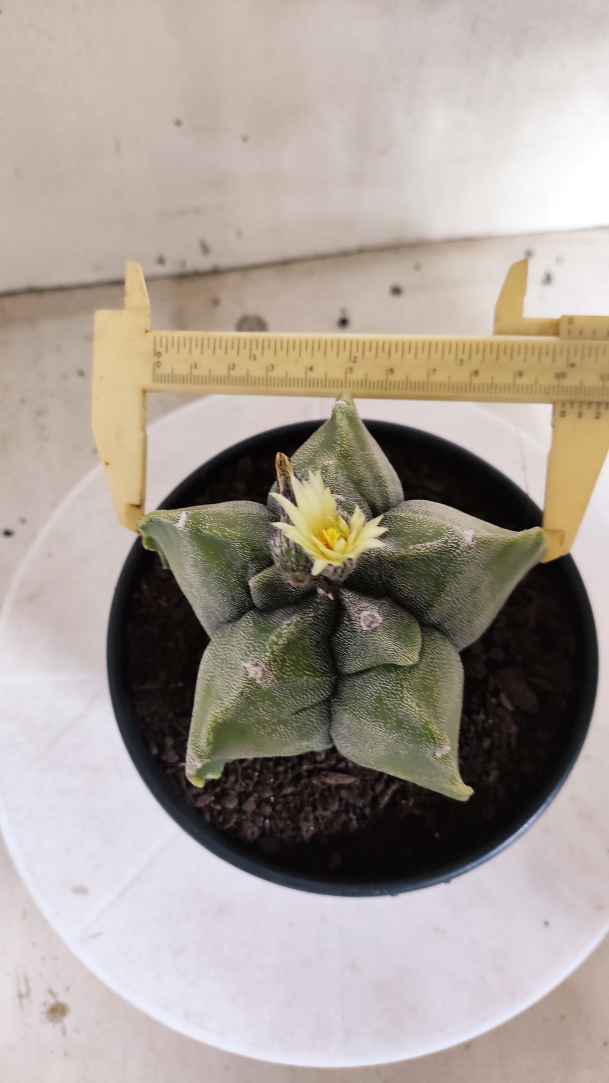 MATRIZ ASTROPHYTUM cv KIKKO "Variegata"  Nº 806 – vaso 15