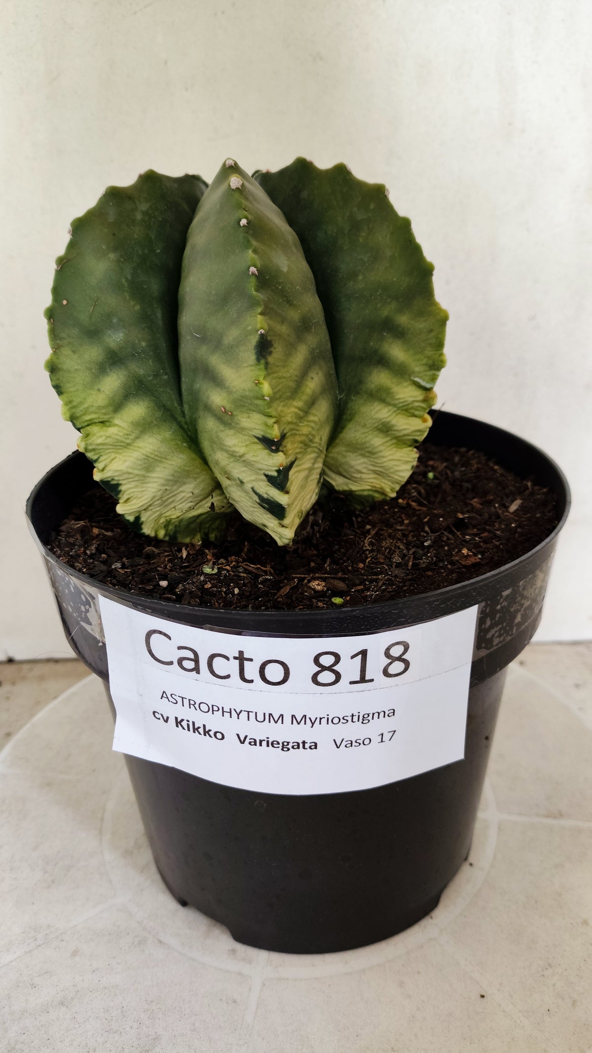 MATRIZ ASTROPHYTUM cv KIKKO "Variegata"  Nº 818 – vaso 17