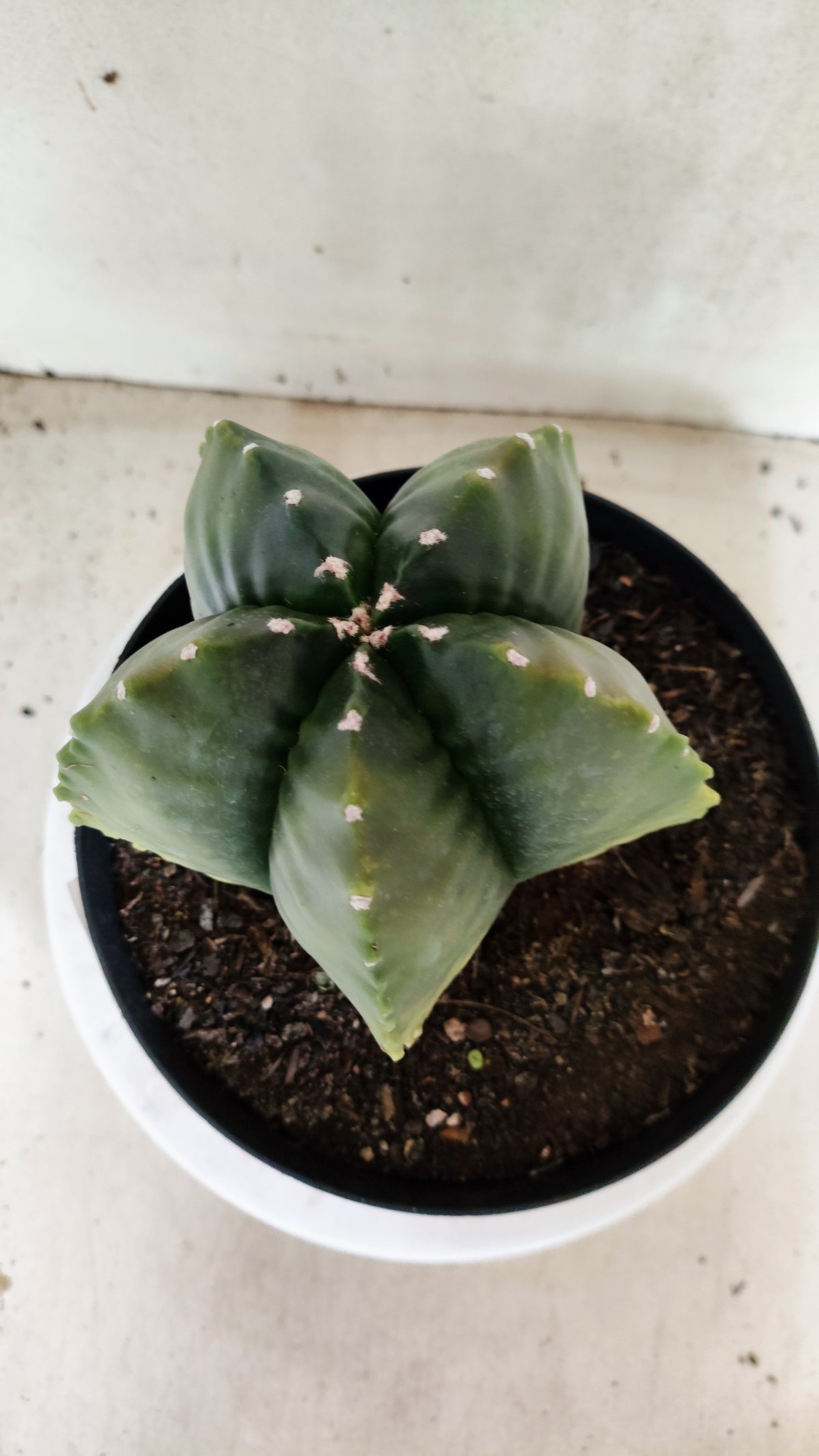 MATRIZ ASTROPHYTUM cv KIKKO "Variegata"  Nº 818 – vaso 17