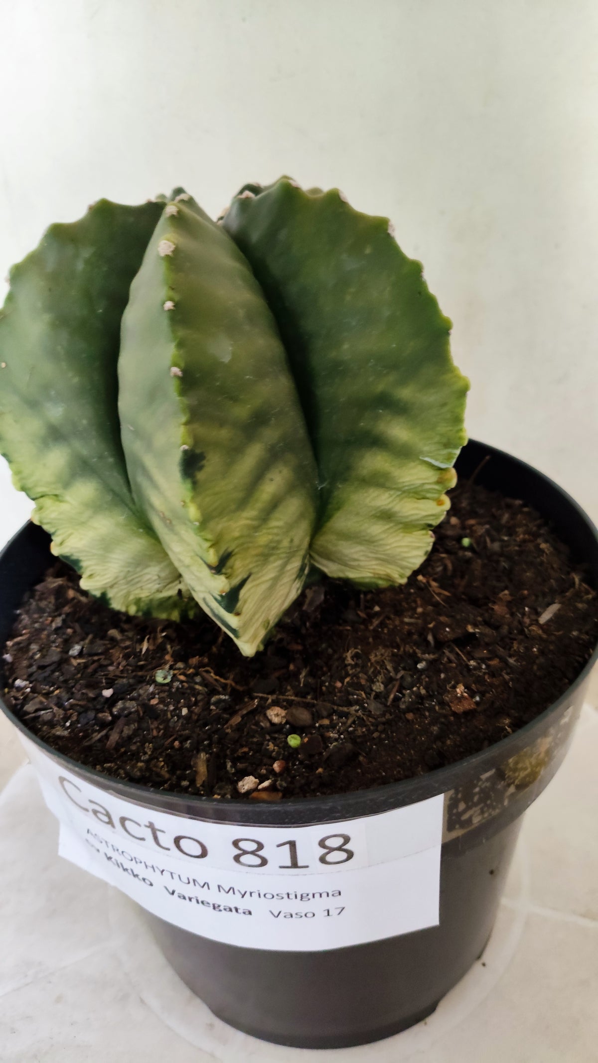 MATRIZ ASTROPHYTUM cv KIKKO "Variegata"  Nº 818 – vaso 17