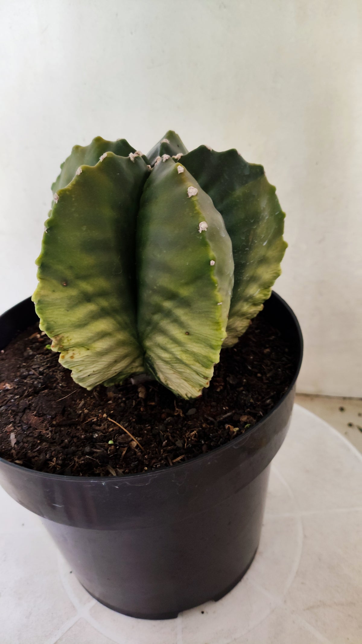 MATRIZ ASTROPHYTUM cv KIKKO "Variegata"  Nº 818 – vaso 17