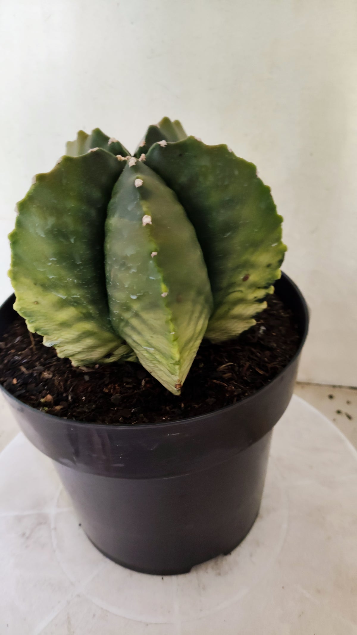MATRIZ ASTROPHYTUM cv KIKKO "Variegata"  Nº 818 – vaso 17