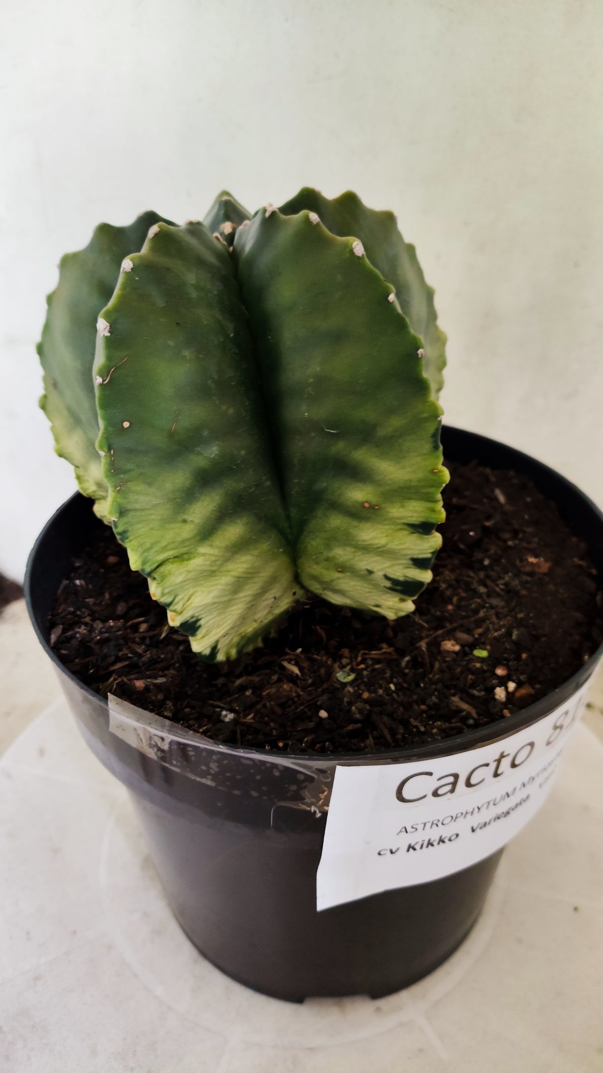 MATRIZ ASTROPHYTUM cv KIKKO "Variegata"  Nº 818 – vaso 17