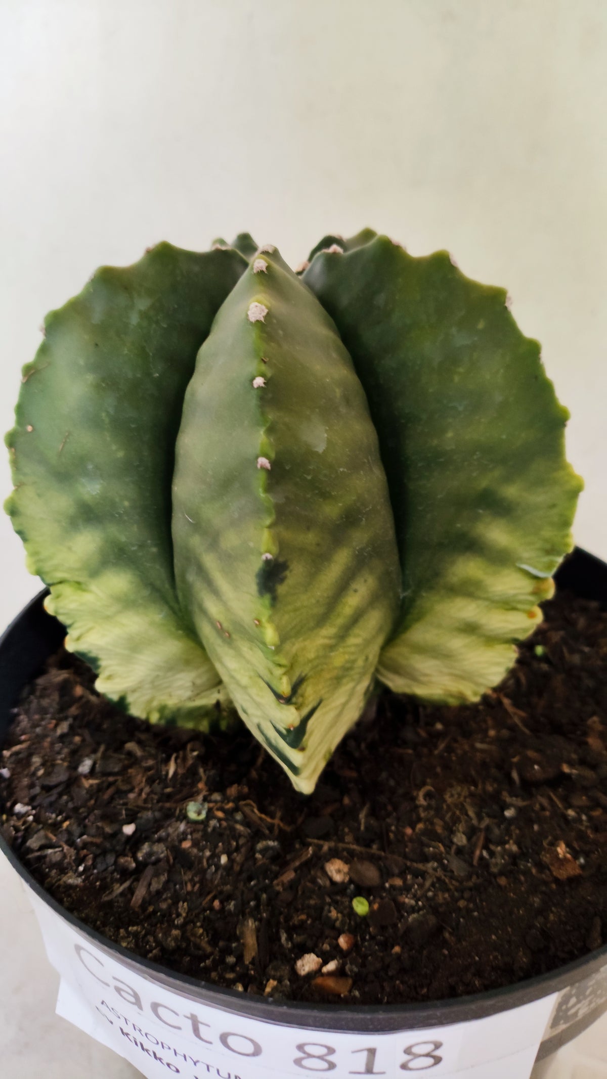 MATRIZ ASTROPHYTUM cv KIKKO "Variegata"  Nº 818 – vaso 17
