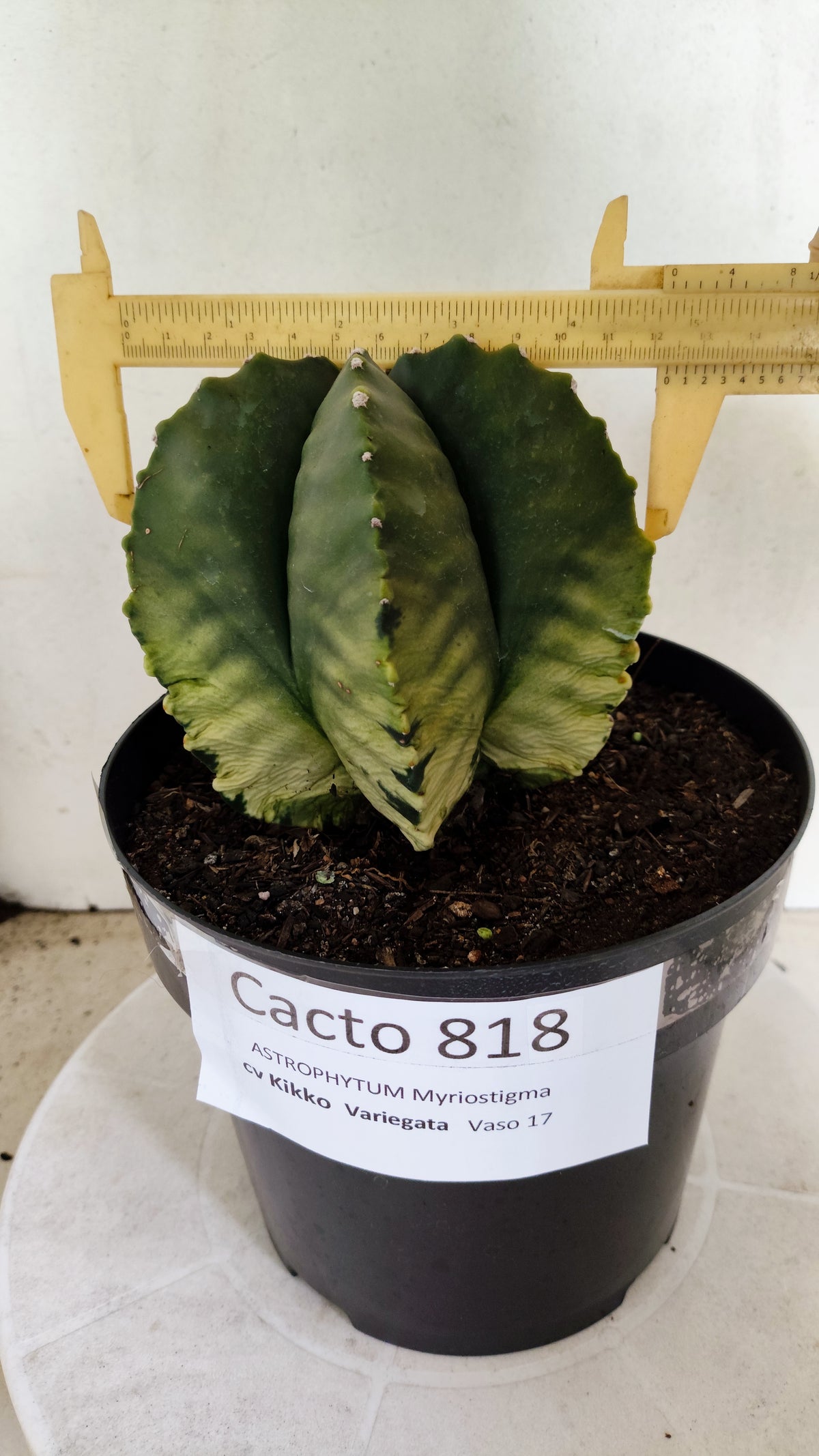 MATRIZ ASTROPHYTUM cv KIKKO "Variegata"  Nº 818 – vaso 17