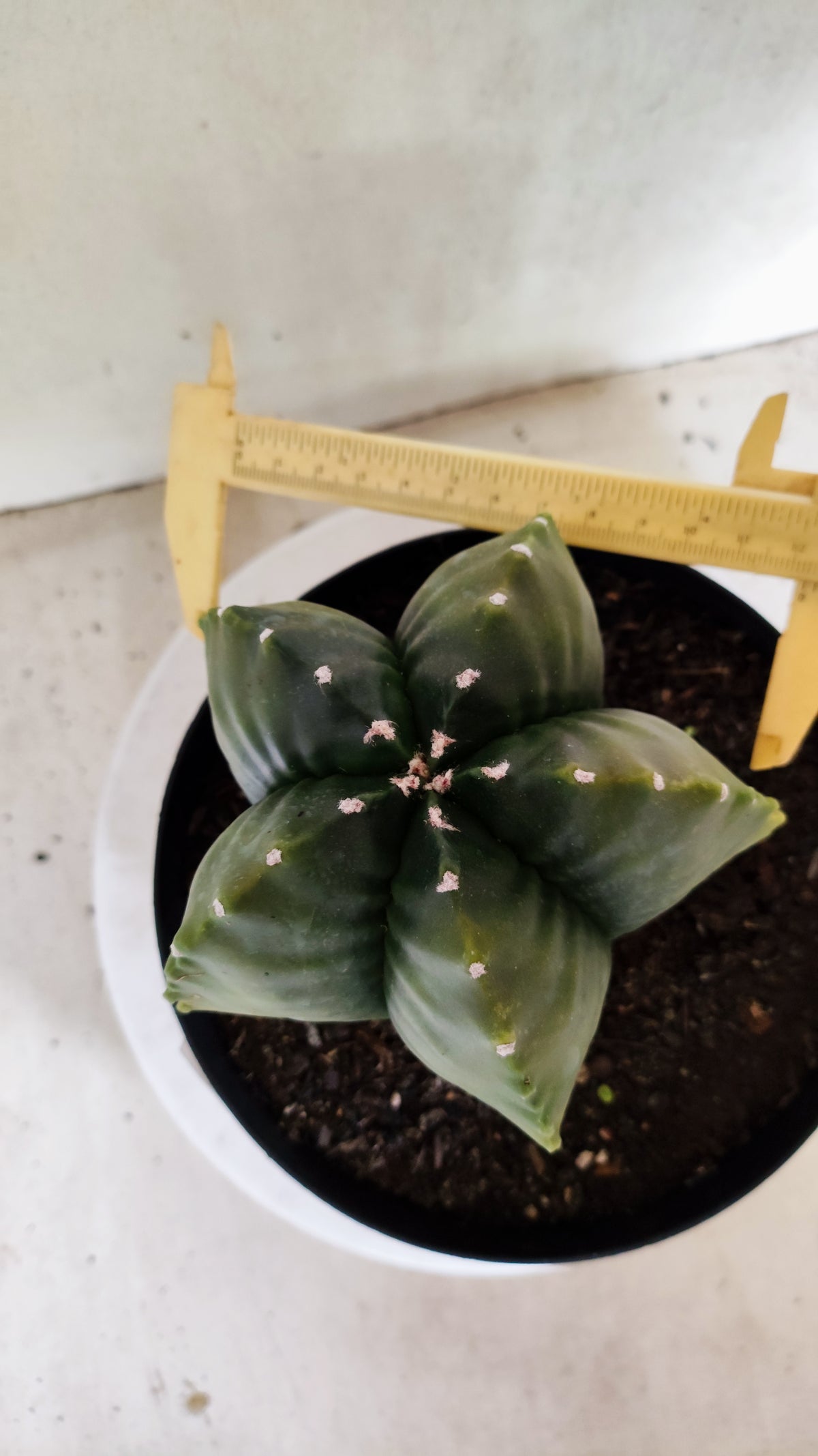 MATRIZ ASTROPHYTUM cv KIKKO "Variegata"  Nº 818 – vaso 17