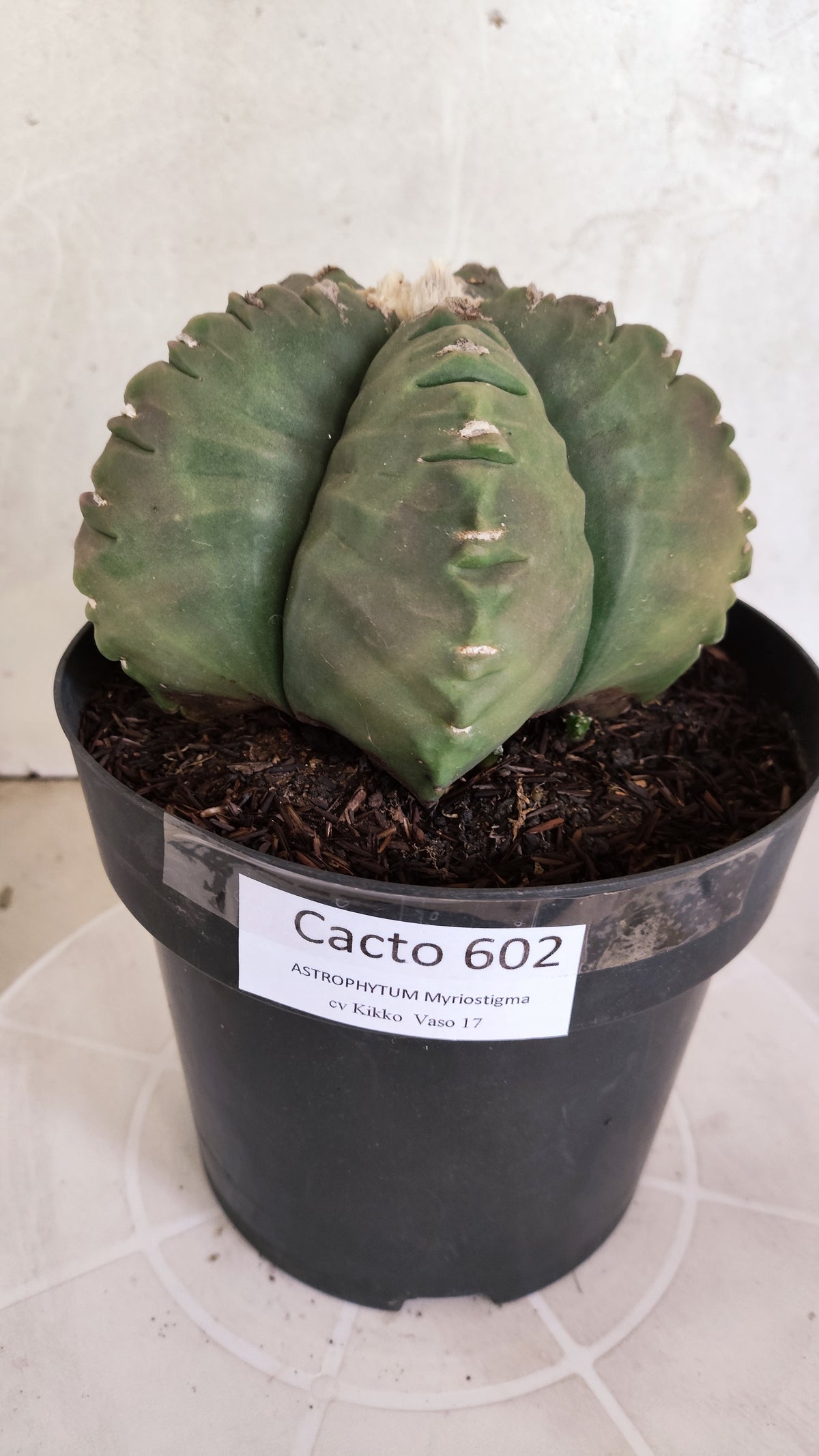 MATRIZ ASTROPHYTUM cv KIKKO Nº 602 – vaso 17