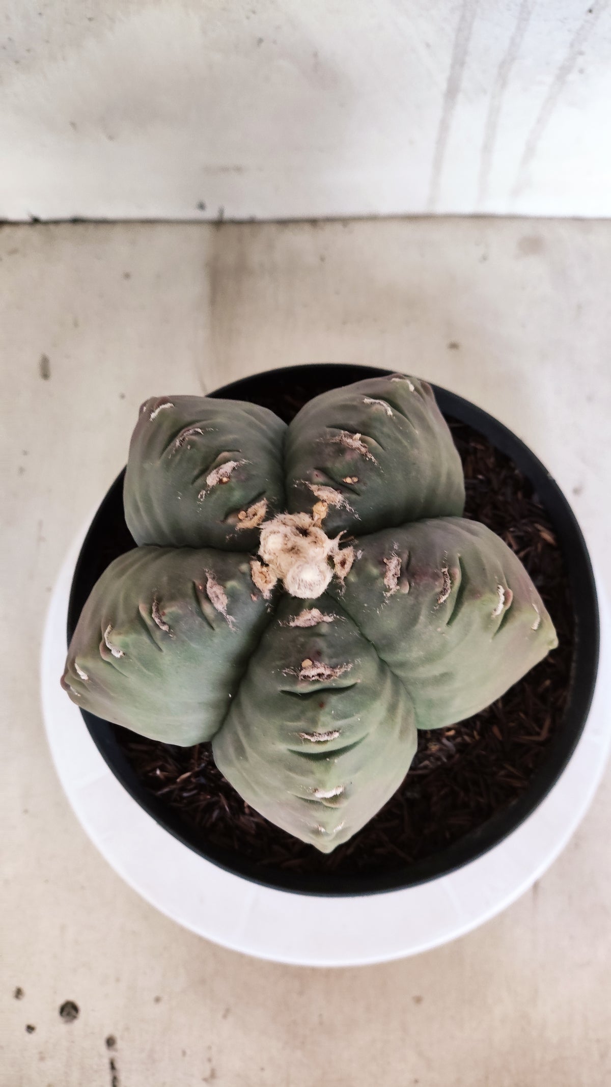 MATRIZ ASTROPHYTUM cv KIKKO Nº 602 – vaso 17
