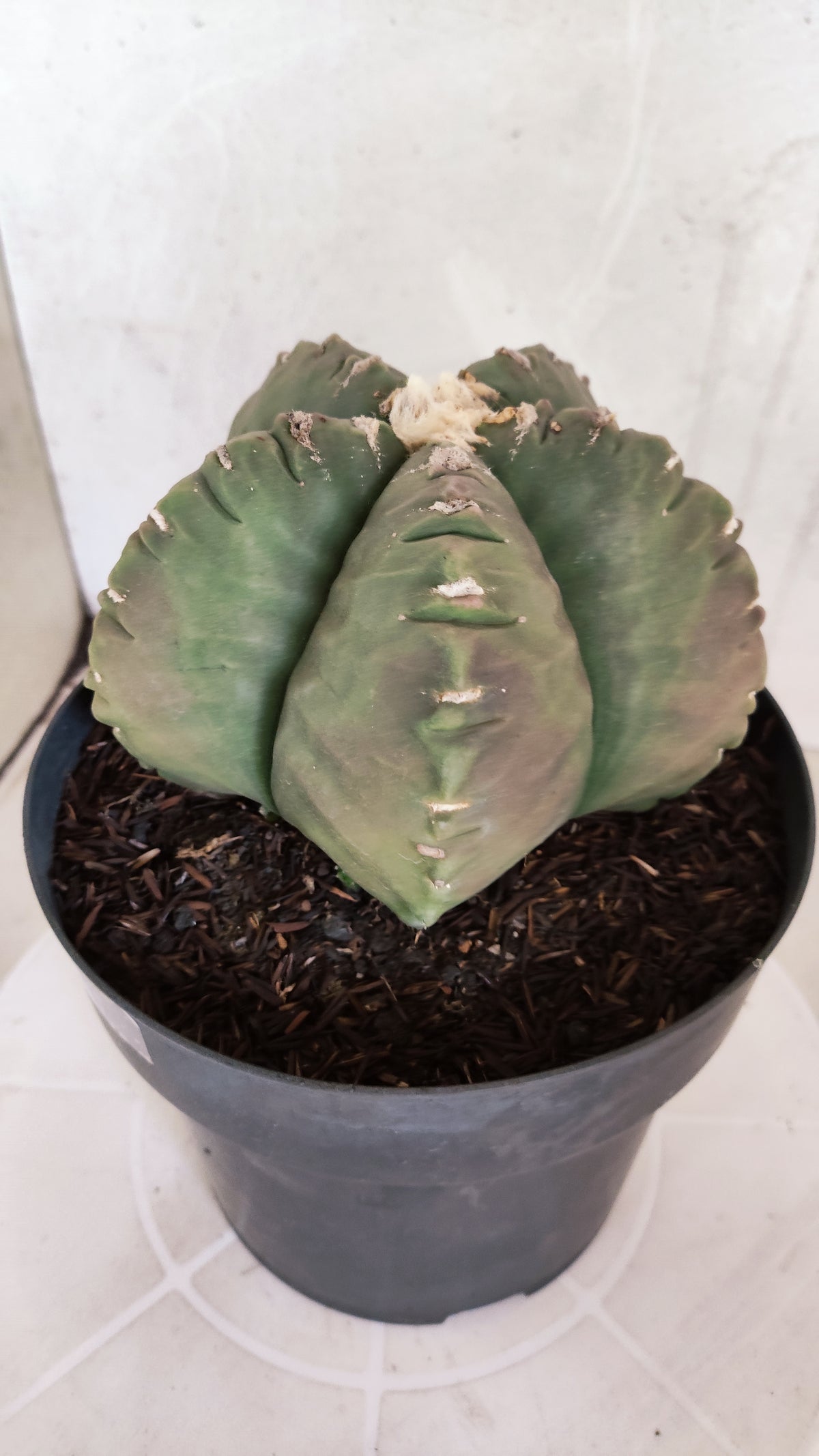 MATRIZ ASTROPHYTUM cv KIKKO Nº 602 – vaso 17