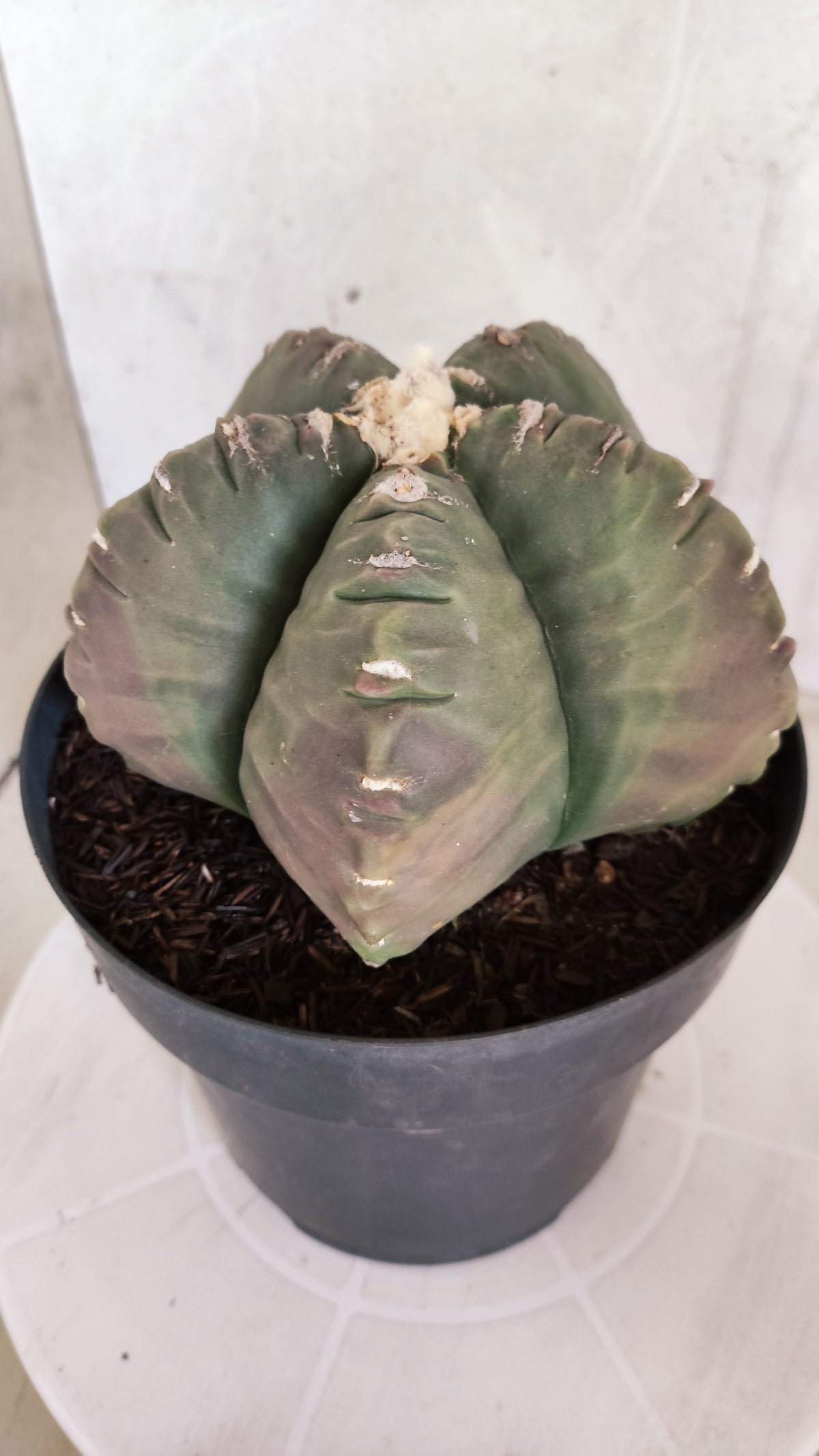 MATRIZ ASTROPHYTUM cv KIKKO Nº 602 – vaso 17