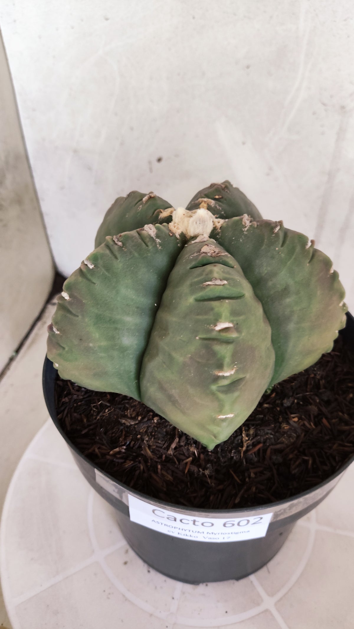 MATRIZ ASTROPHYTUM cv KIKKO Nº 602 – vaso 17