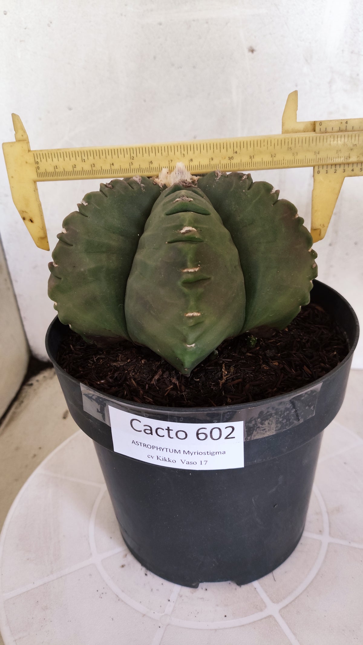 MATRIZ ASTROPHYTUM cv KIKKO Nº 602 – vaso 17