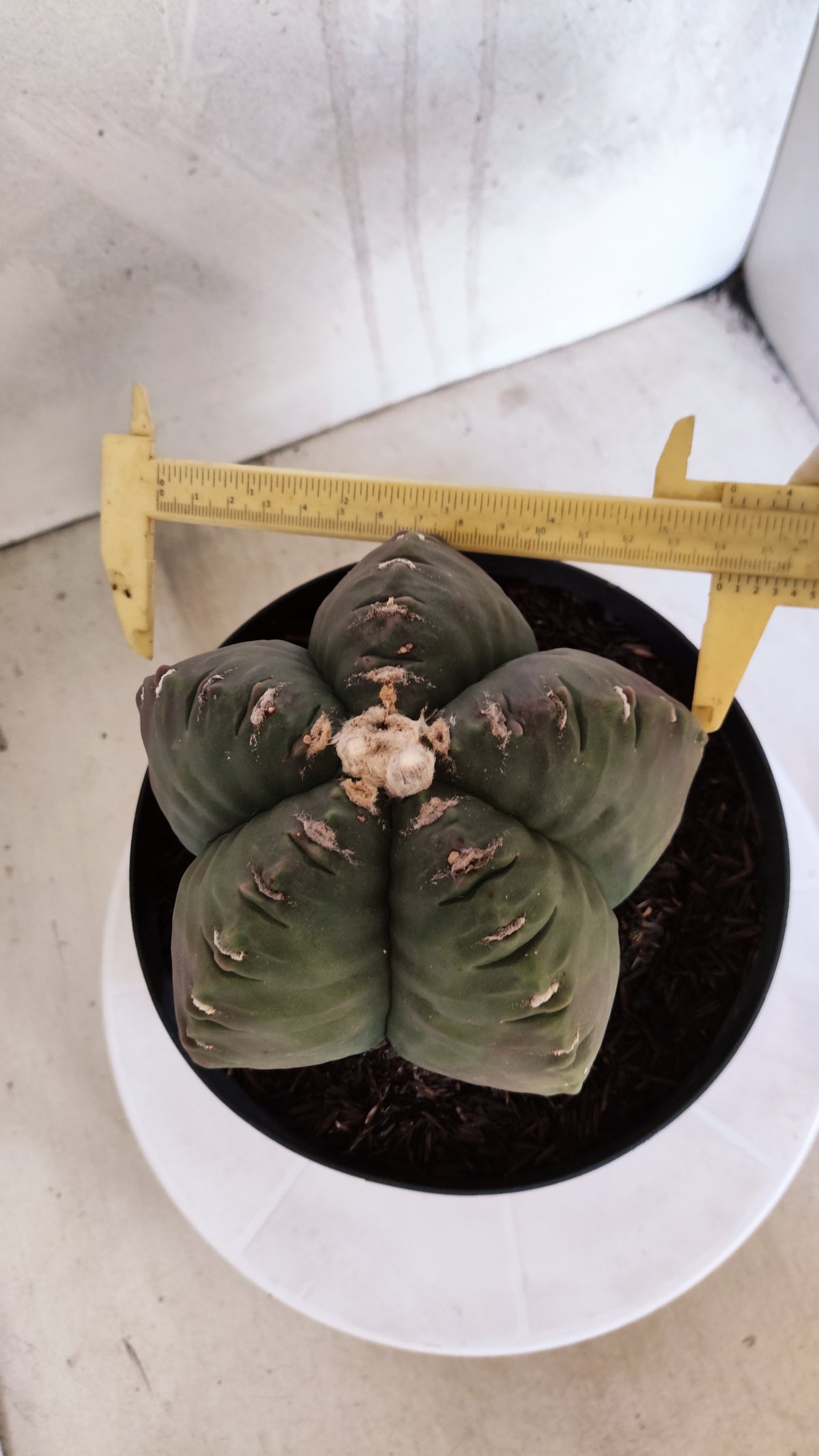 MATRIZ ASTROPHYTUM cv KIKKO Nº 602 – vaso 17