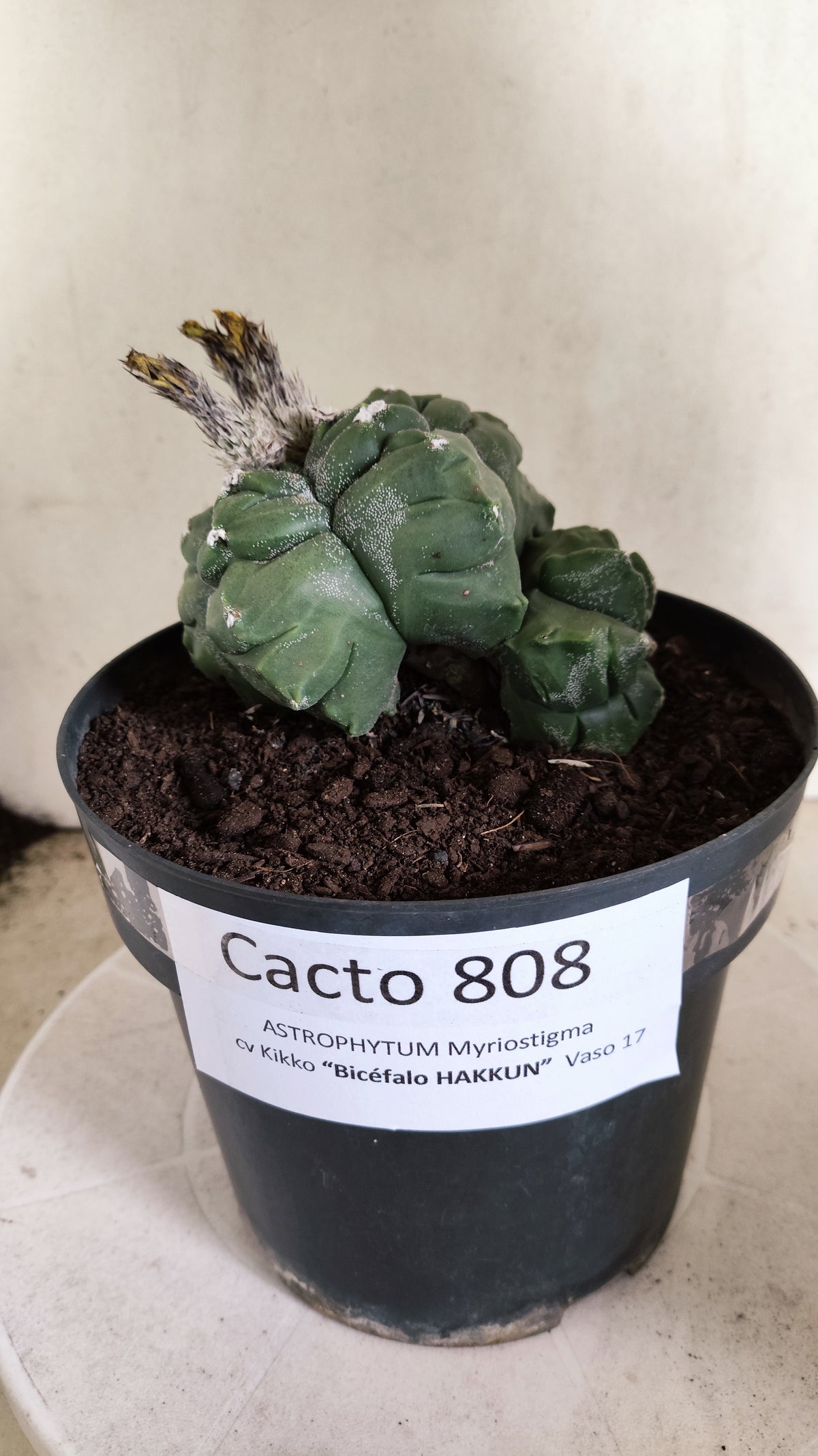 MATRIZ ASTROPHYTUM cv KIKKO "BICÉFALO Hakkun"  Nº 808 – vaso 17