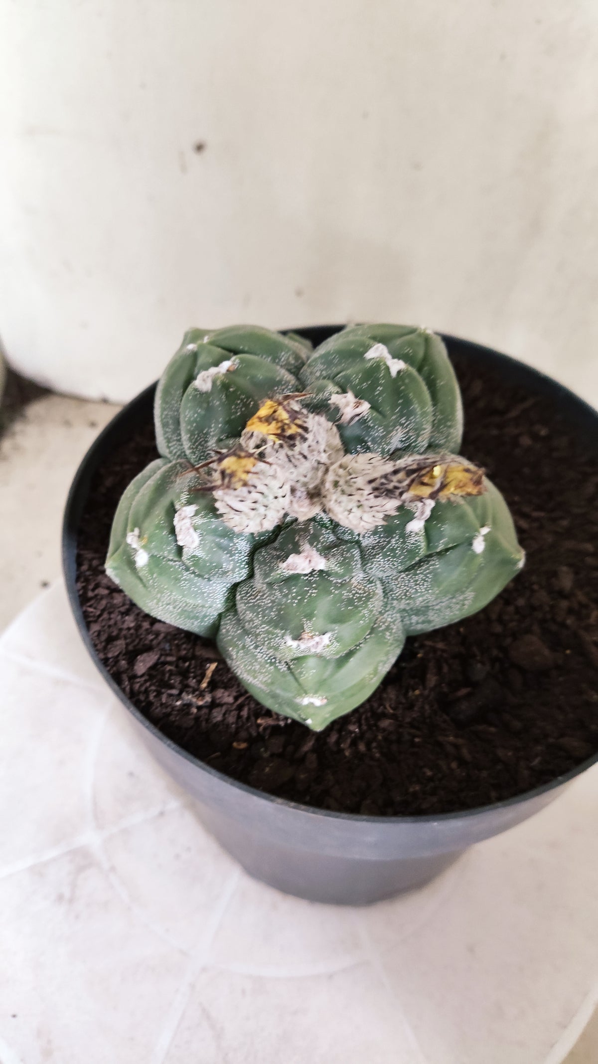 MATRIZ ASTROPHYTUM cv KIKKO "BICÉFALO Hakkun"  Nº 808 – vaso 17