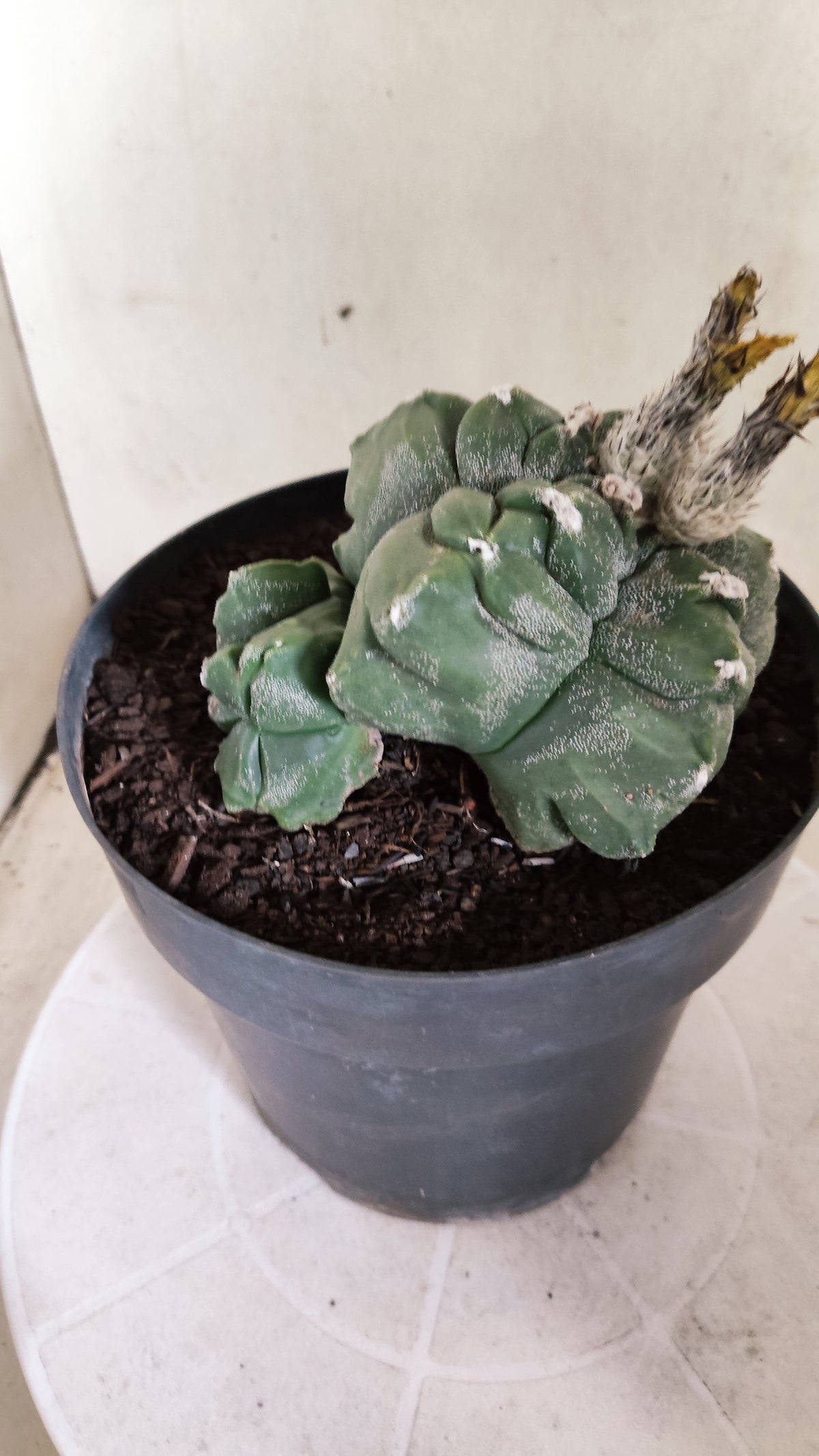 MATRIZ ASTROPHYTUM cv KIKKO "BICÉFALO Hakkun"  Nº 808 – vaso 17
