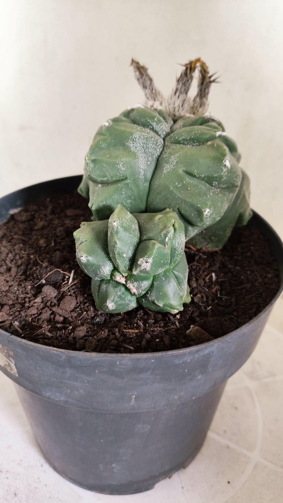 MATRIZ ASTROPHYTUM cv KIKKO "BICÉFALO Hakkun"  Nº 808 – vaso 17