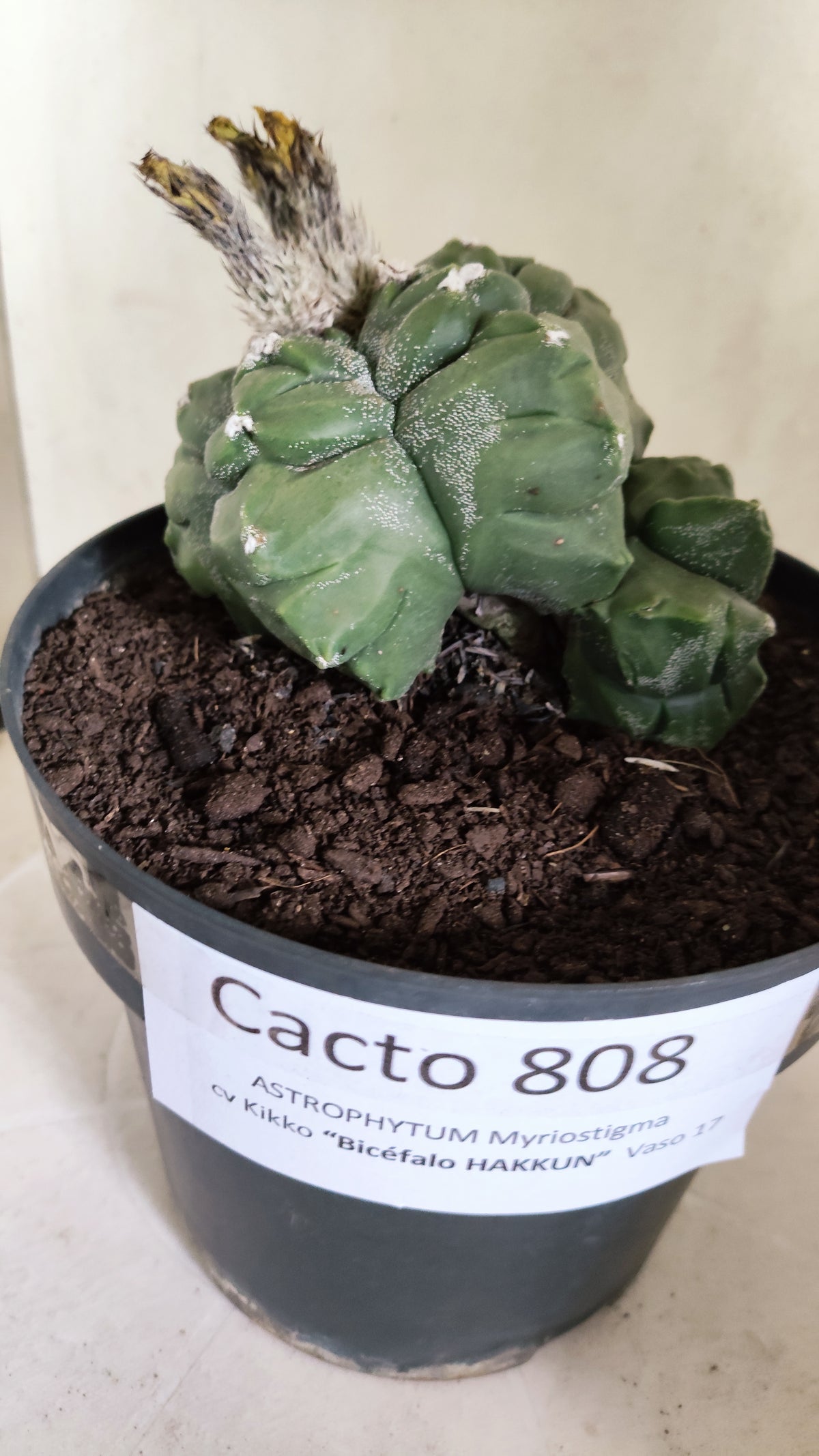 MATRIZ ASTROPHYTUM cv KIKKO "BICÉFALO Hakkun"  Nº 808 – vaso 17
