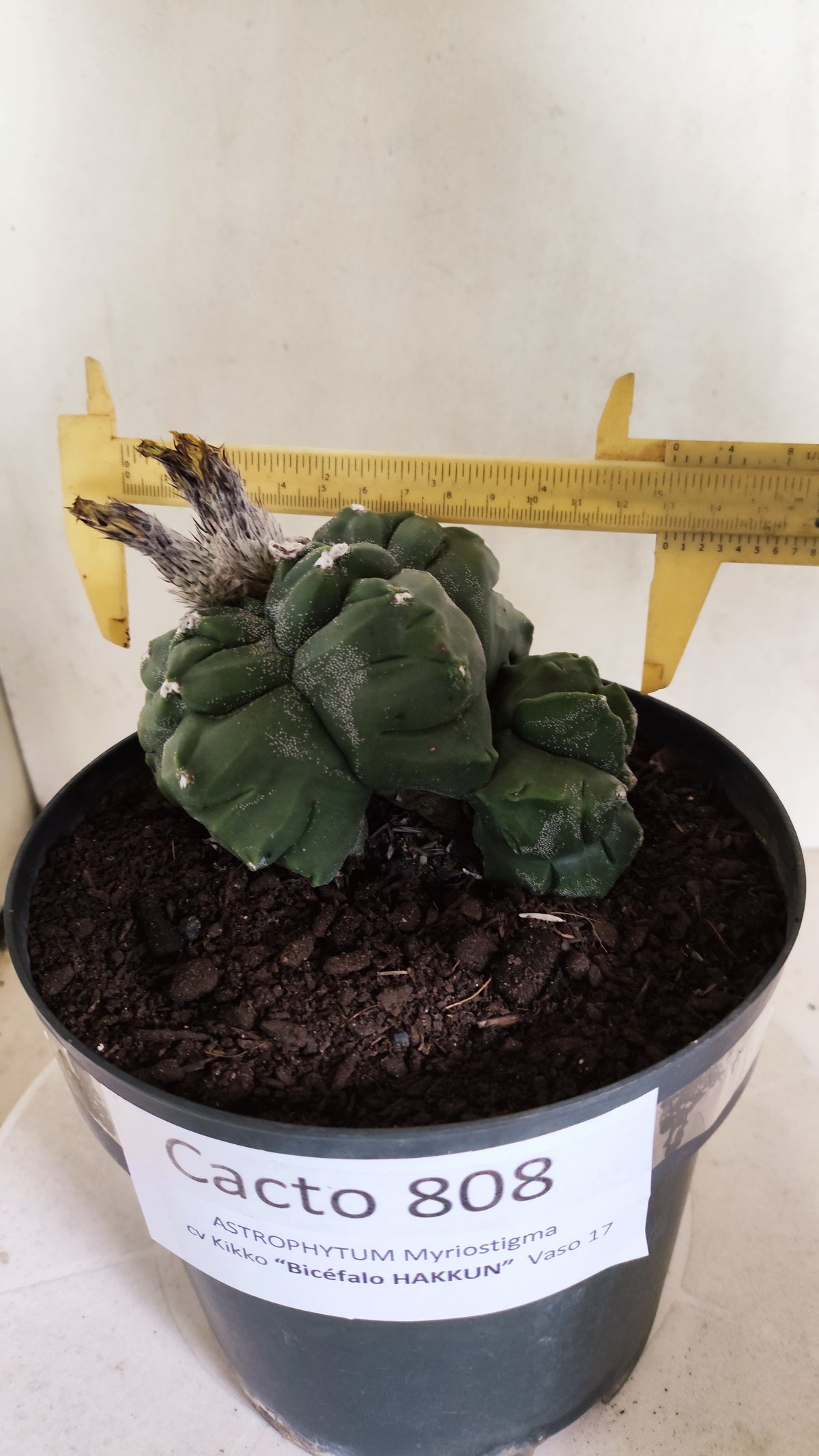 MATRIZ ASTROPHYTUM cv KIKKO "BICÉFALO Hakkun"  Nº 808 – vaso 17