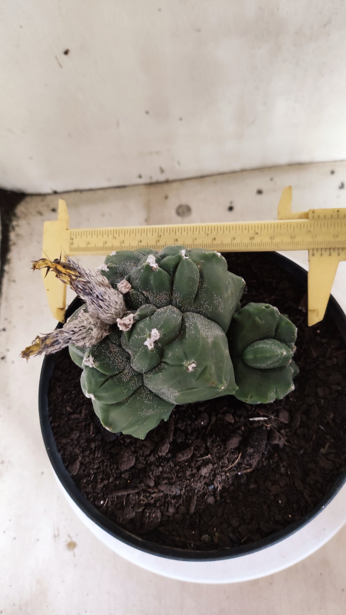 MATRIZ ASTROPHYTUM cv KIKKO "BICÉFALO Hakkun"  Nº 808 – vaso 17
