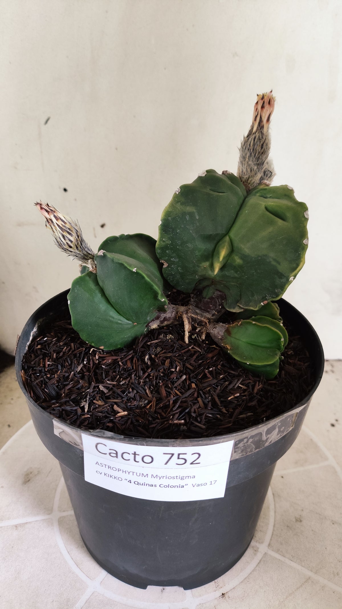 Matriz ASTROPHYTUM MYRIOSTIGMA KIKKO "Colônia" Nº 752 – vaso 17