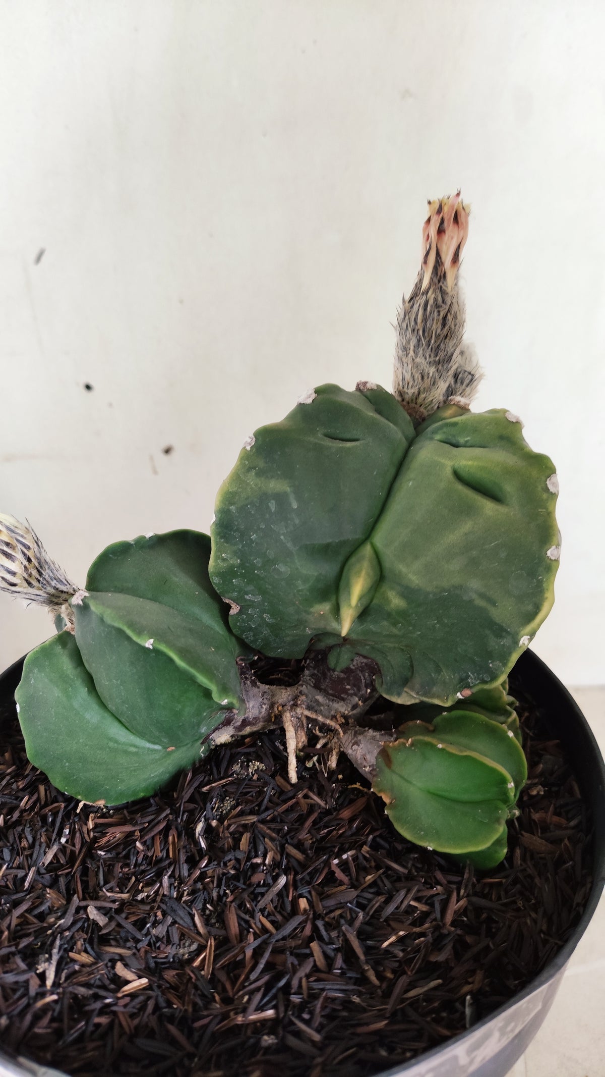 Matriz ASTROPHYTUM MYRIOSTIGMA KIKKO "Colônia" Nº 752 – vaso 17