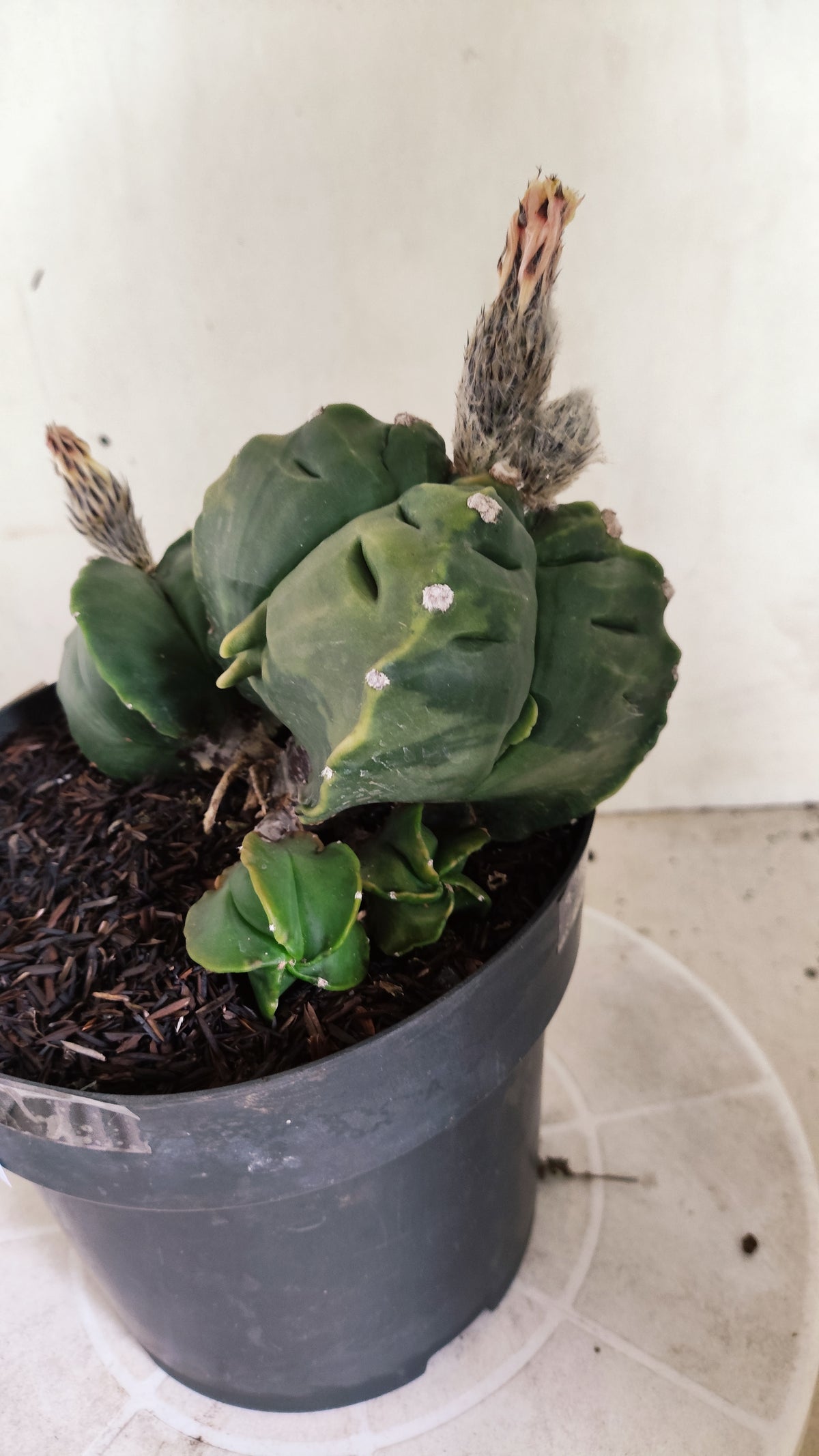 Matriz ASTROPHYTUM MYRIOSTIGMA KIKKO "Colônia" Nº 752 – vaso 17