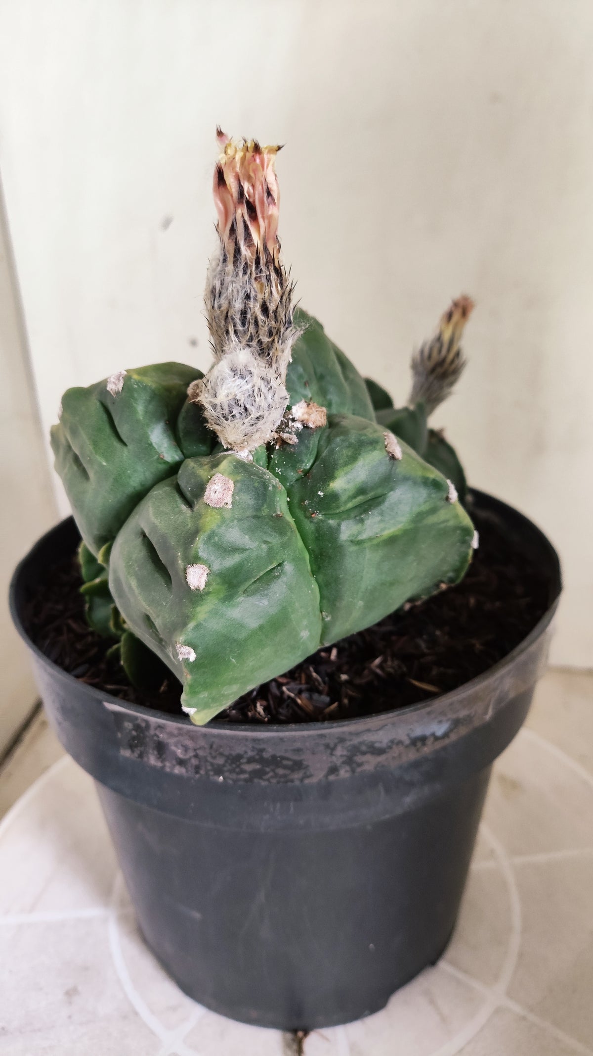 Matriz ASTROPHYTUM MYRIOSTIGMA KIKKO "Colônia" Nº 752 – vaso 17