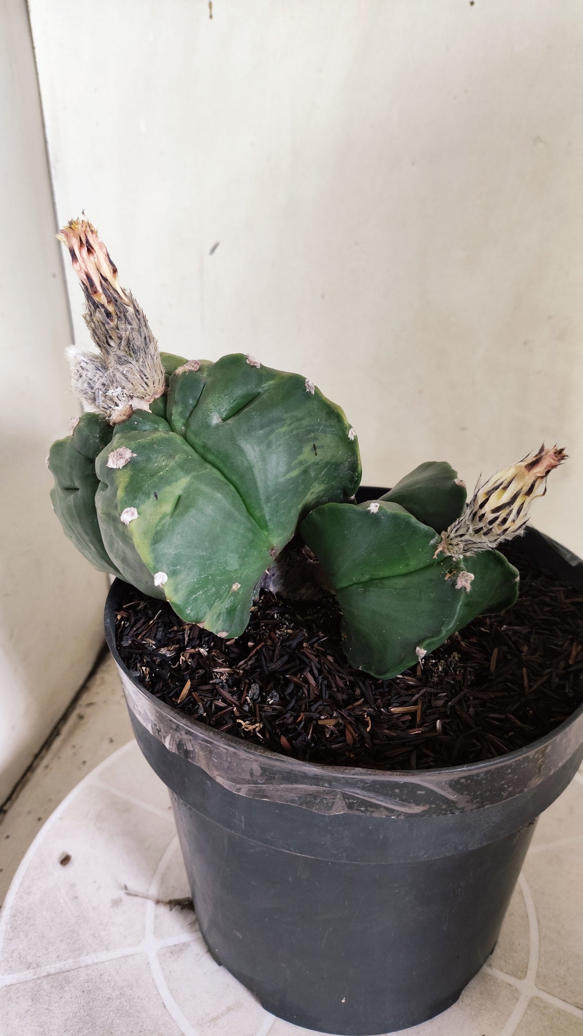 Matriz ASTROPHYTUM MYRIOSTIGMA KIKKO "Colônia" Nº 752 – vaso 17