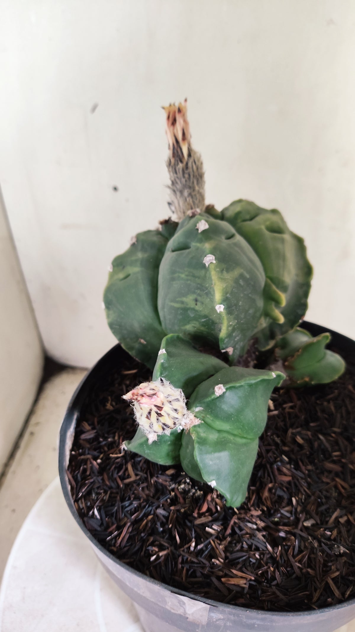 Matriz ASTROPHYTUM MYRIOSTIGMA KIKKO "Colônia" Nº 752 – vaso 17