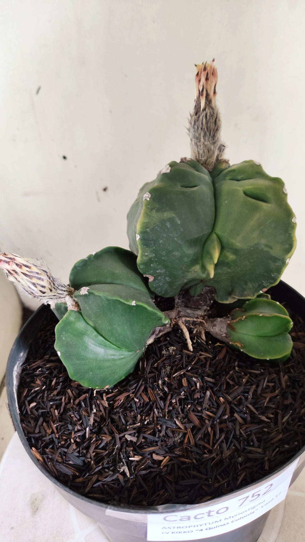 Matriz ASTROPHYTUM MYRIOSTIGMA KIKKO "Colônia" Nº 752 – vaso 17