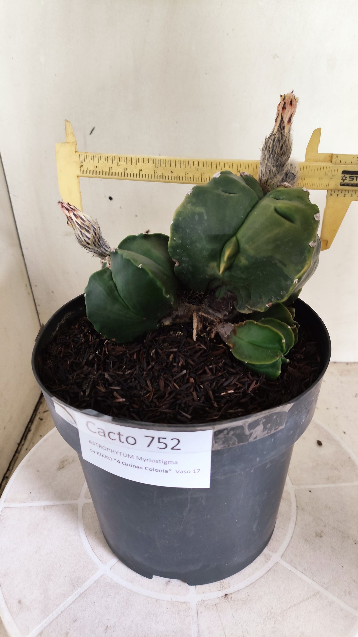 Matriz ASTROPHYTUM MYRIOSTIGMA KIKKO "Colônia" Nº 752 – vaso 17