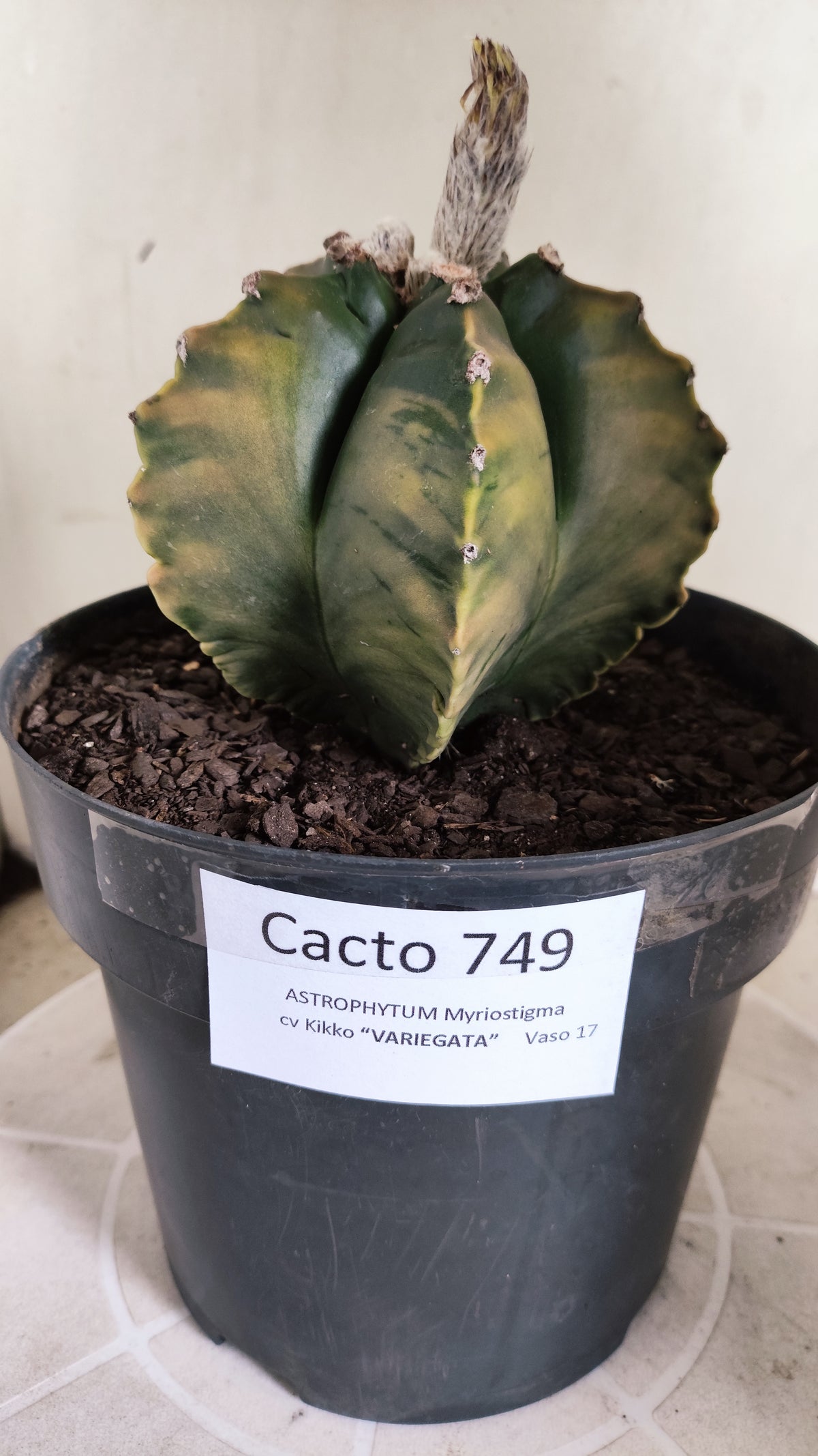 MATRIZ ASTROPHYTUM cv KIKKO "Variegata"  Nº 749 – vaso 17