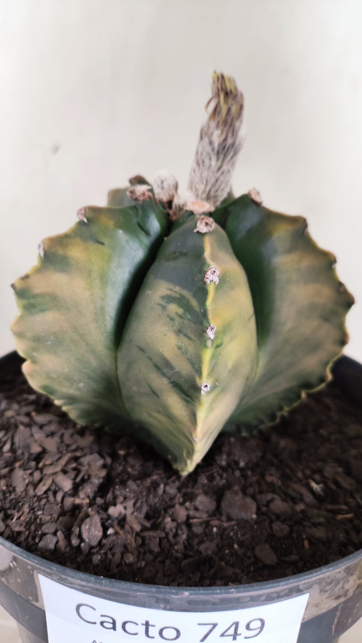 MATRIZ ASTROPHYTUM cv KIKKO "Variegata"  Nº 749 – vaso 17