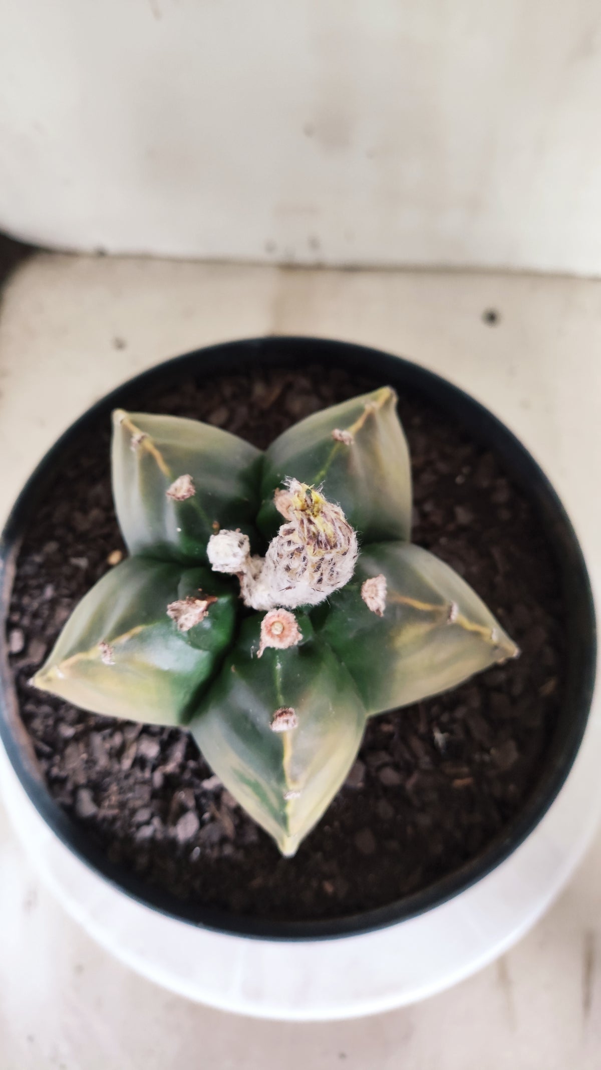 MATRIZ ASTROPHYTUM cv KIKKO "Variegata"  Nº 749 – vaso 17