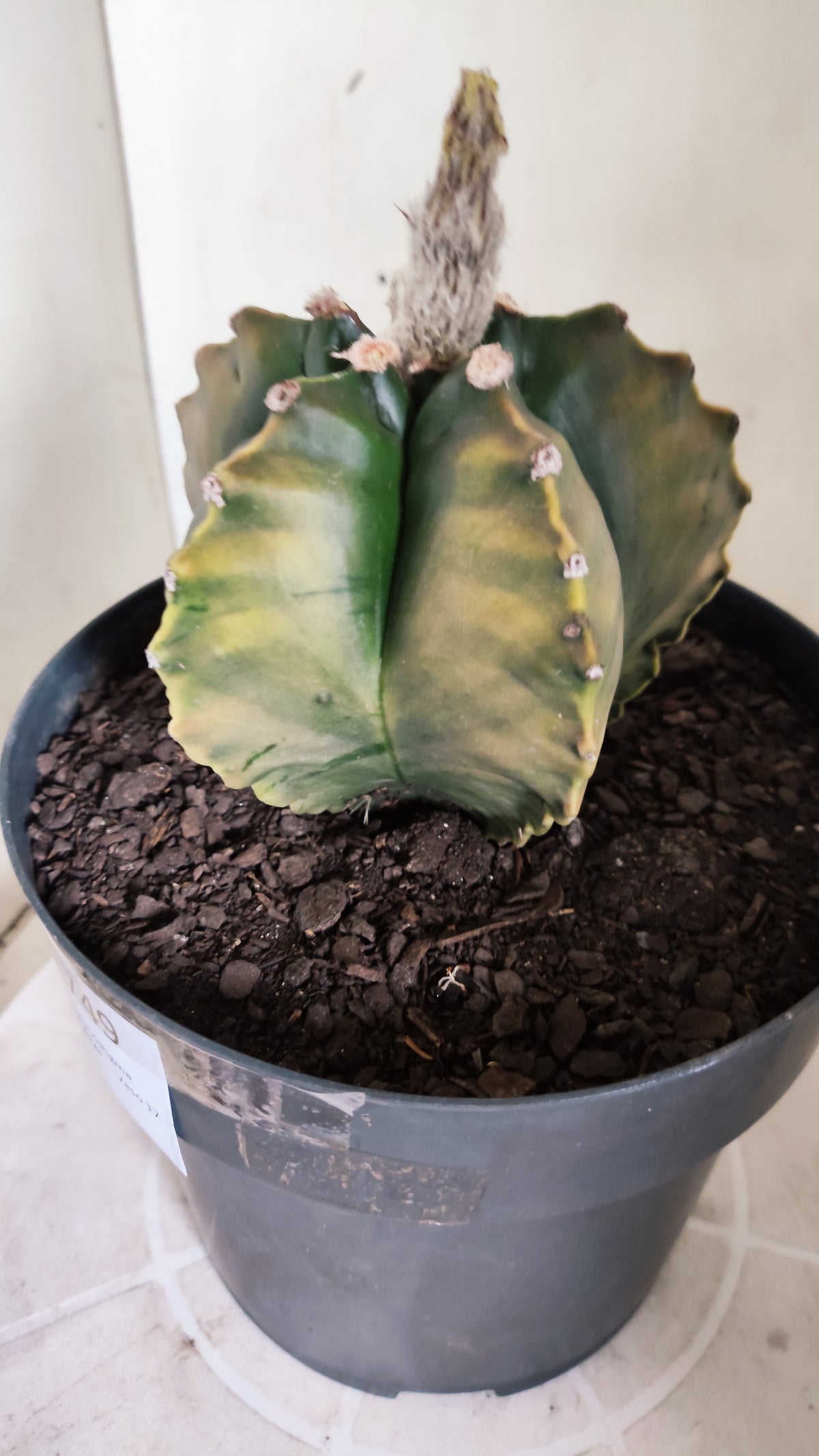 MATRIZ ASTROPHYTUM cv KIKKO "Variegata"  Nº 749 – vaso 17