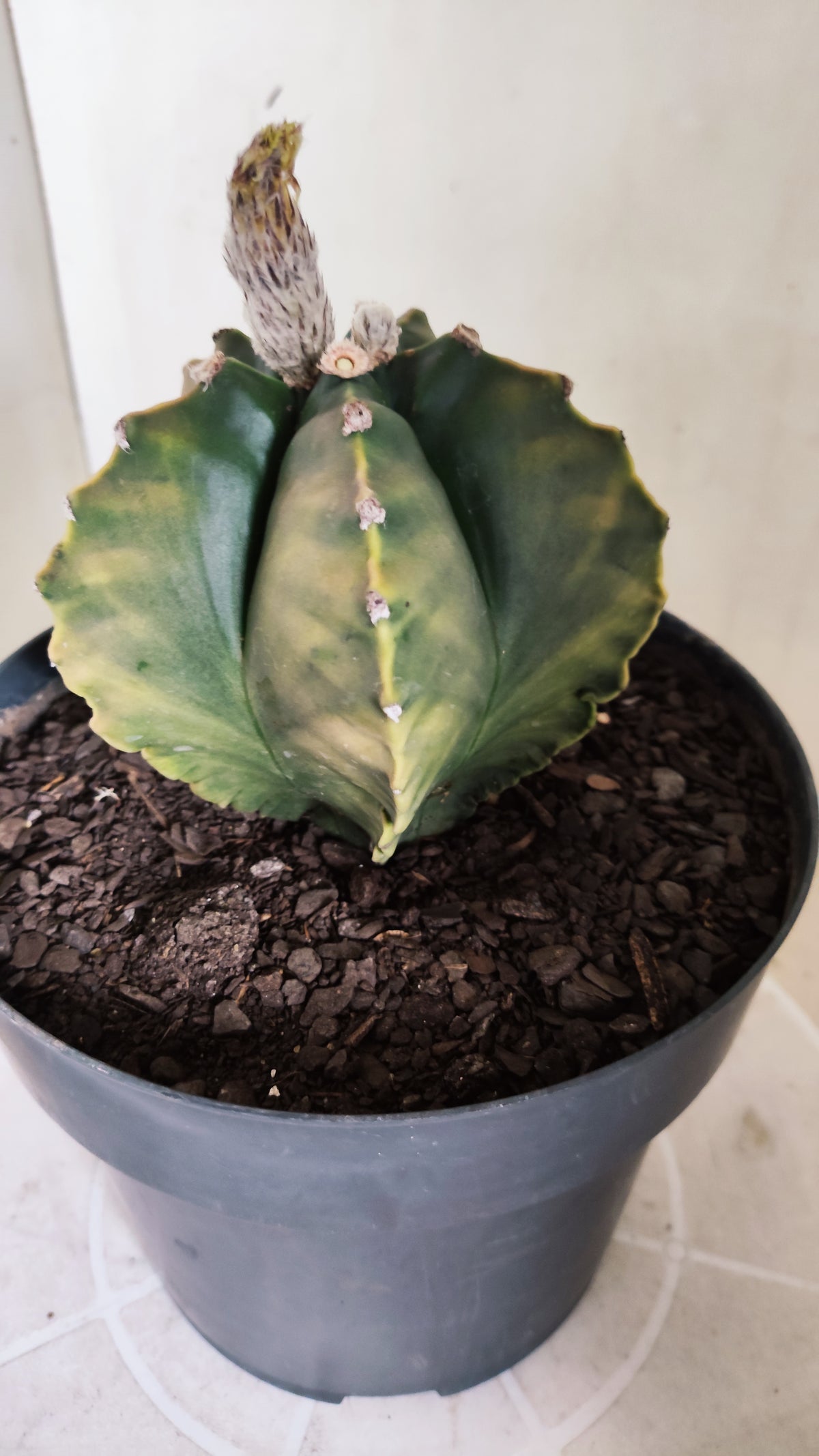 MATRIZ ASTROPHYTUM cv KIKKO "Variegata"  Nº 749 – vaso 17