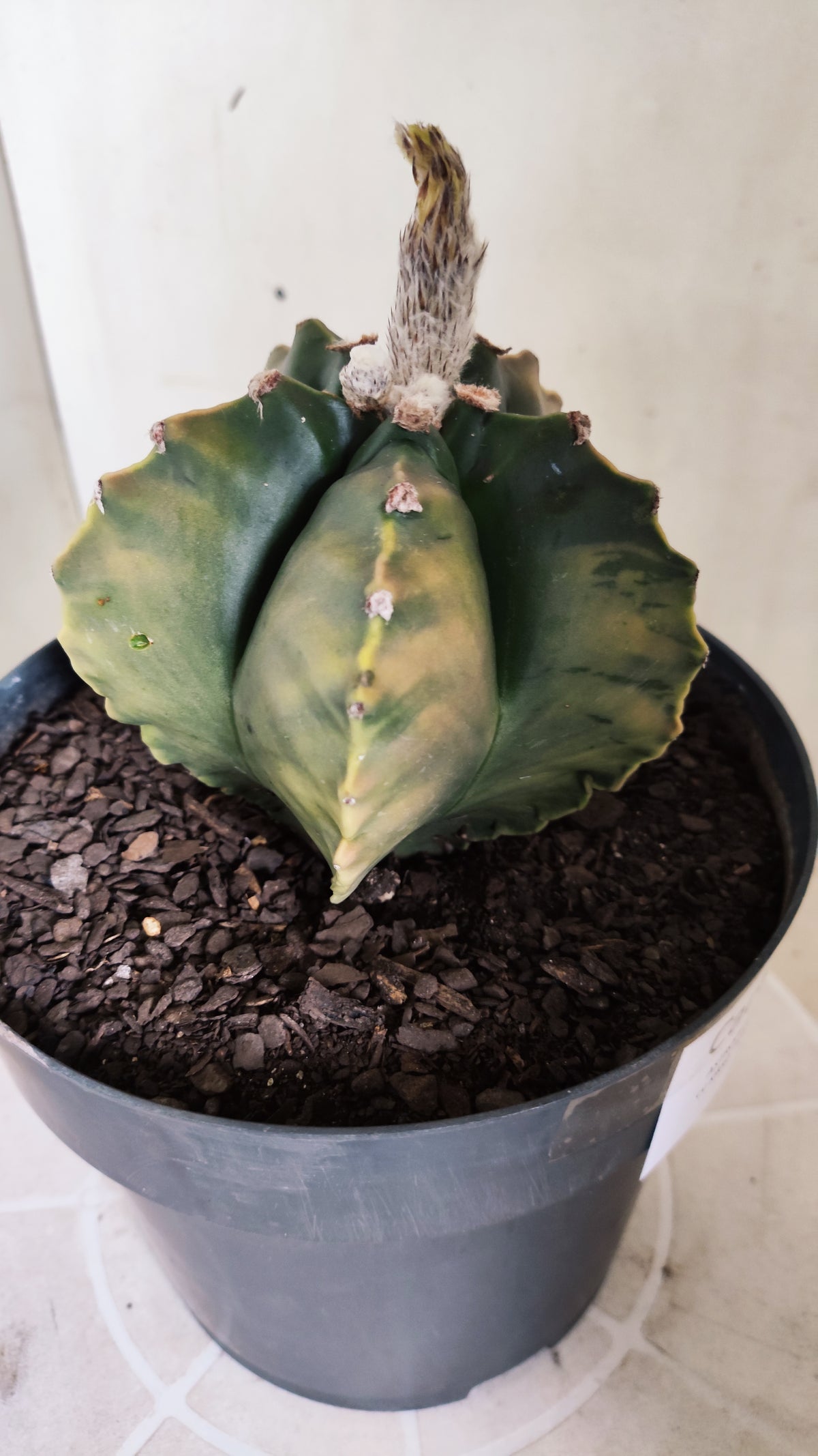 MATRIZ ASTROPHYTUM cv KIKKO "Variegata"  Nº 749 – vaso 17