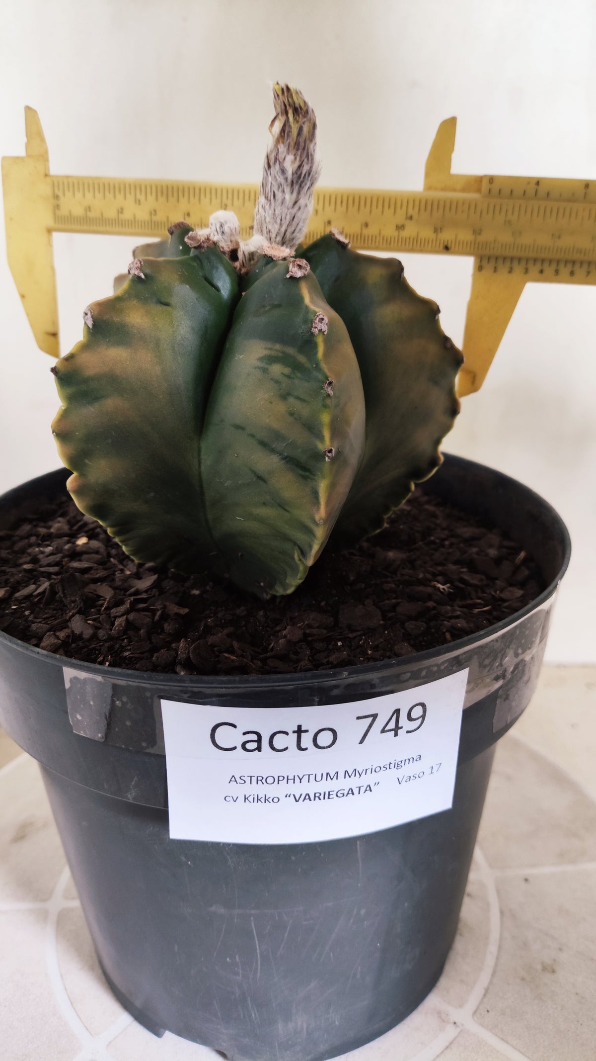 MATRIZ ASTROPHYTUM cv KIKKO "Variegata"  Nº 749 – vaso 17