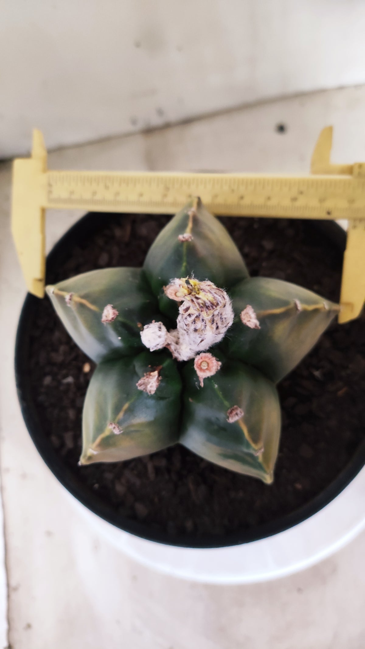 MATRIZ ASTROPHYTUM cv KIKKO "Variegata"  Nº 749 – vaso 17