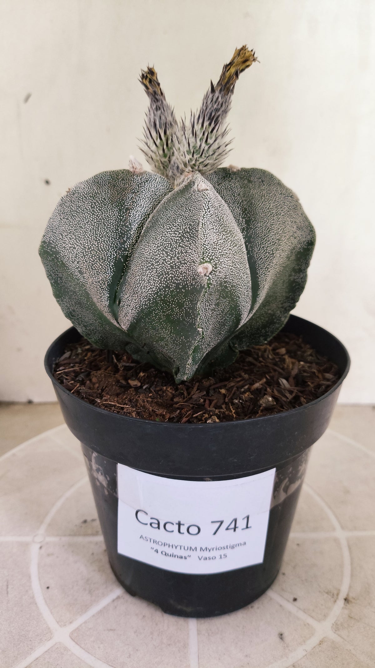 MATRIZ ASTROPHYTUM Myriostigma "4 Quinas" Nº 741 – vaso 15